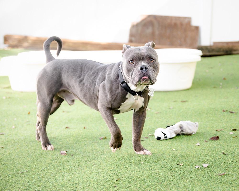 Enlarge RJ, a Adoptable mixed breed in Saint Petersburg, FL image 2/4