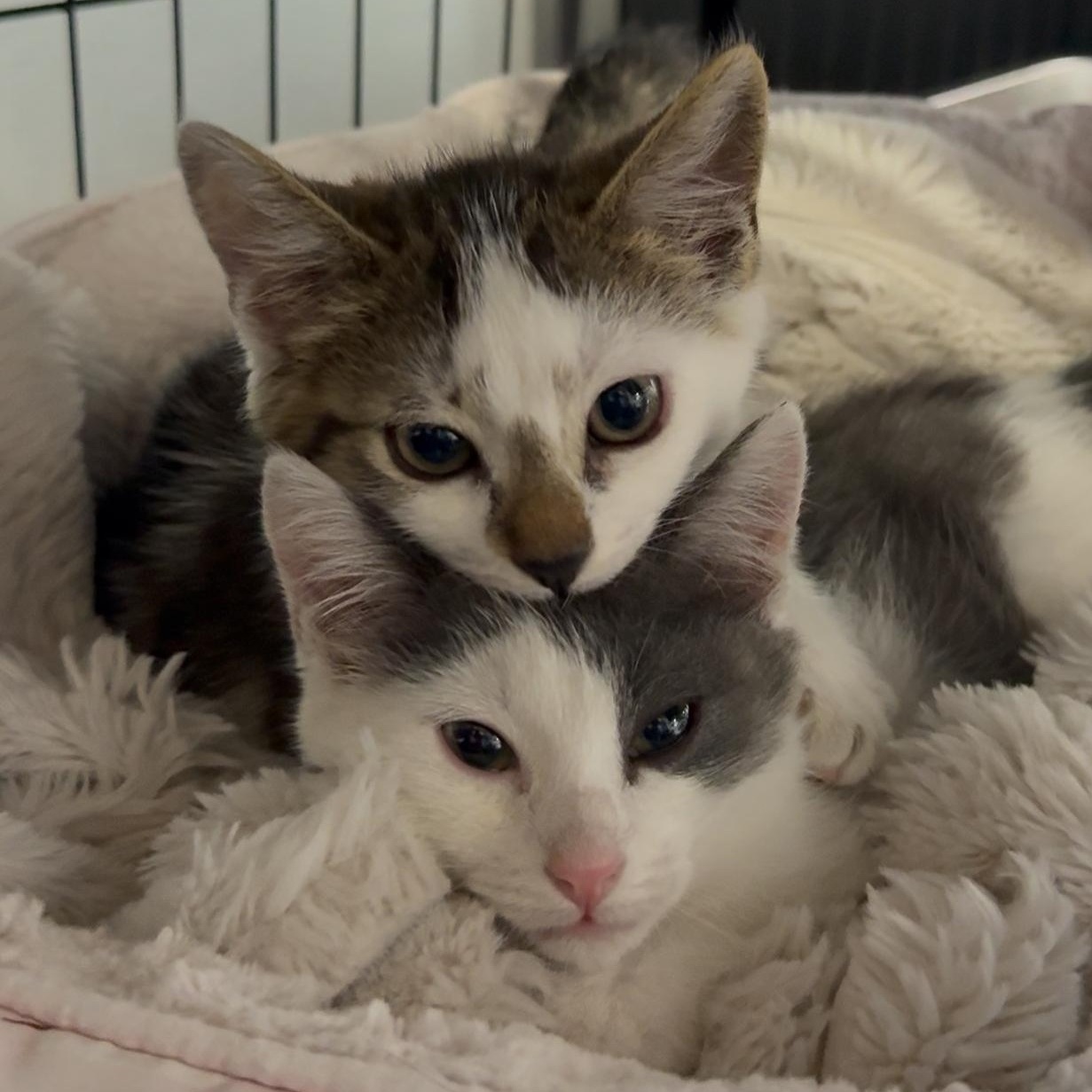 Sway and Tipsy (Bonded Pair)