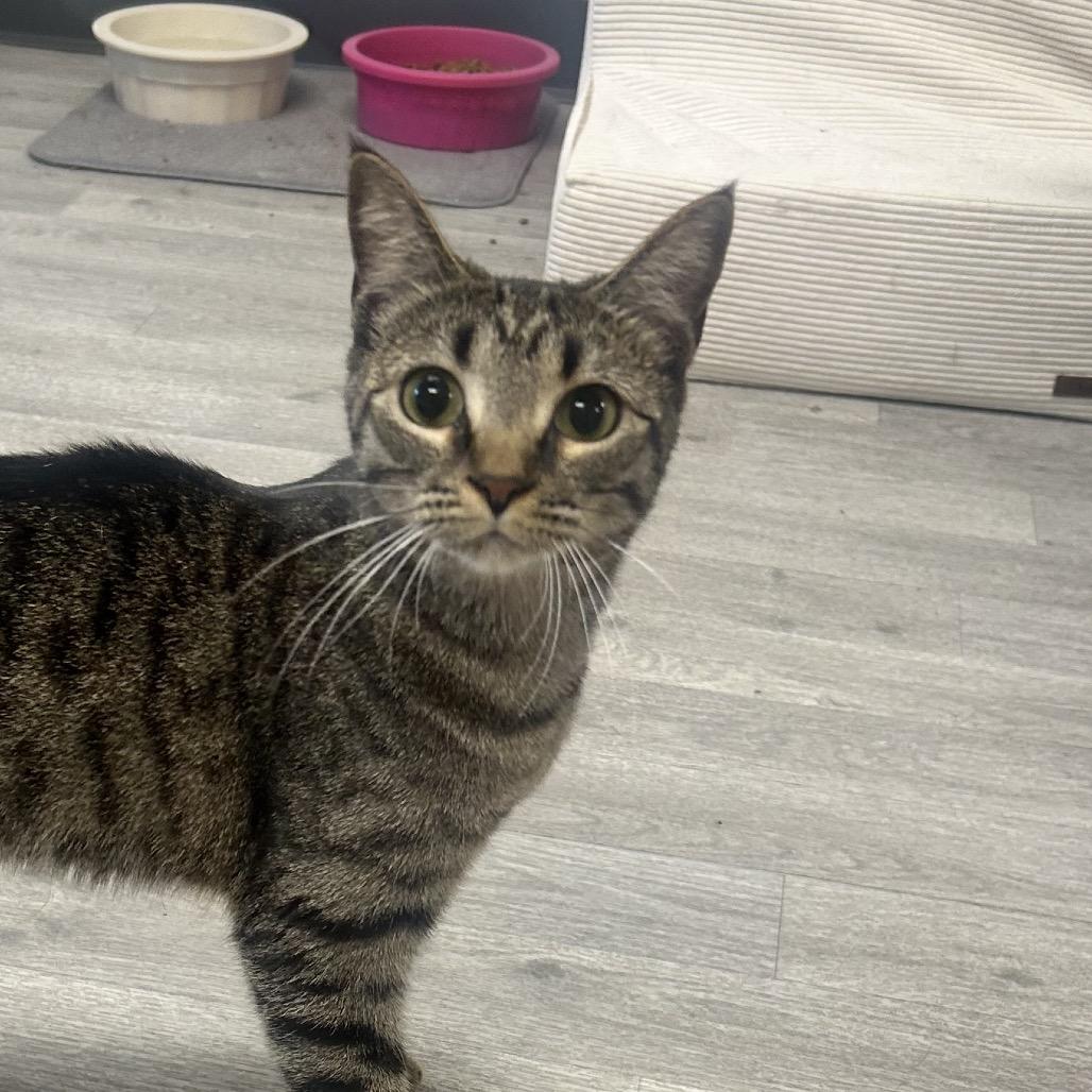 Mila, Adoptable, Young Female Domestic Short Hair.