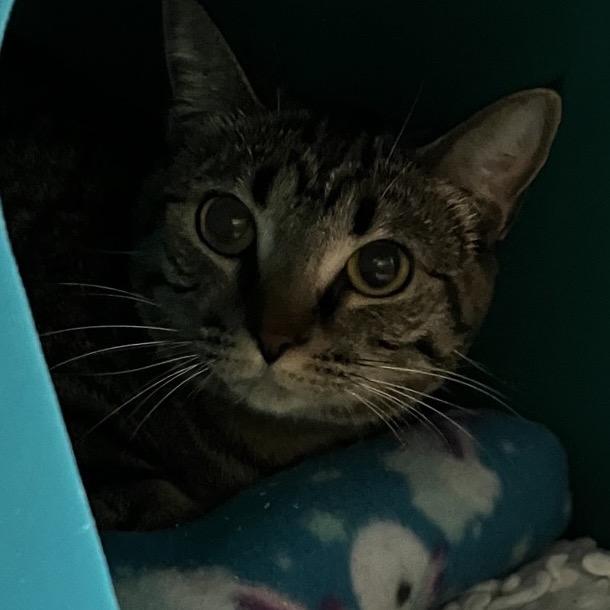 Mila, Adoptable, Young Female Domestic Short Hair.