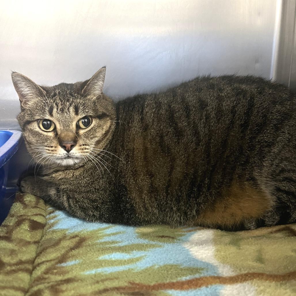 Kakitty, Adoptable, Adult Female Domestic Short Hair.