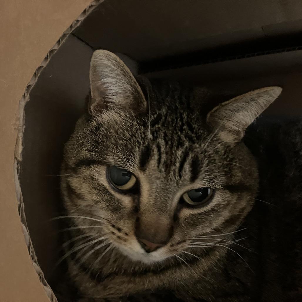 Enlarge Kakitty, a Adoptable Domestic Short Hair in Idaho Falls, ID image 2/3