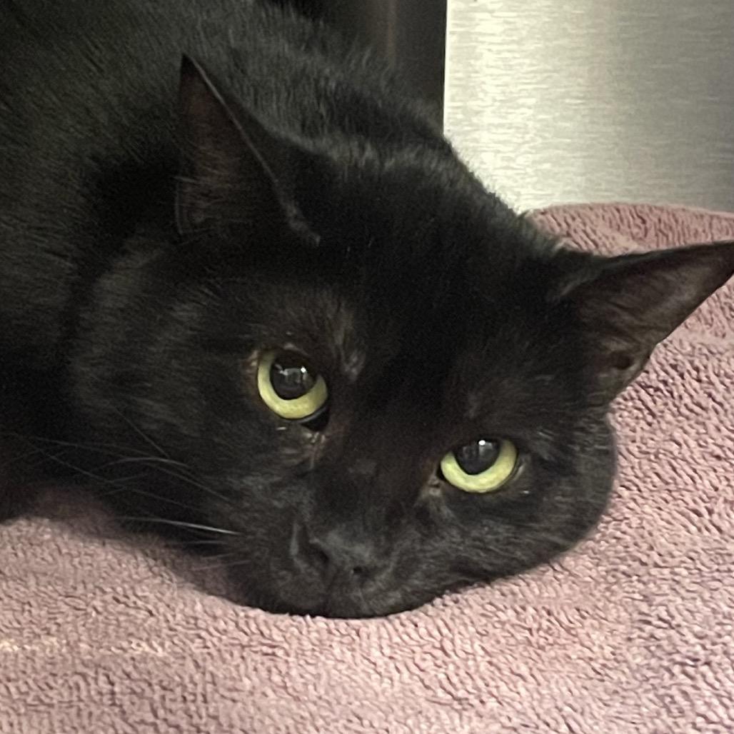 Enlarge Pennywise, a Adoptable Domestic Short Hair in Columbia Station, OH image 1/5