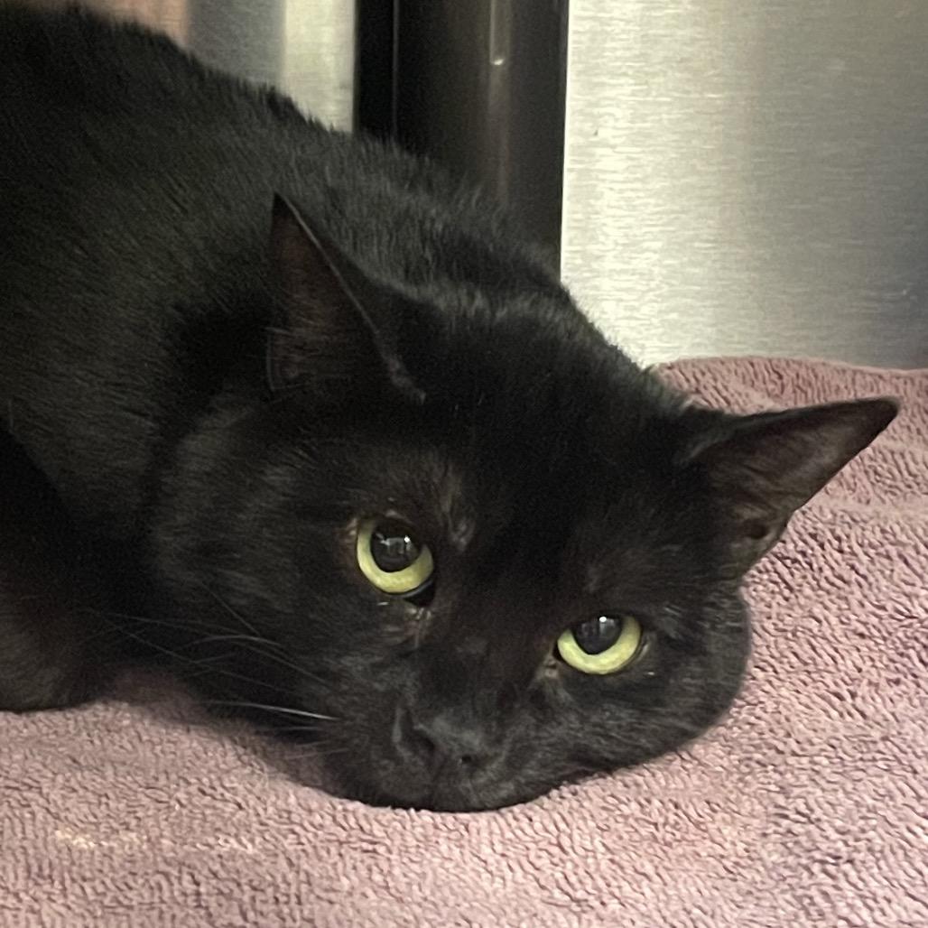 Enlarge Pennywise, a Adoptable Domestic Short Hair in Columbia Station, OH image 2/5