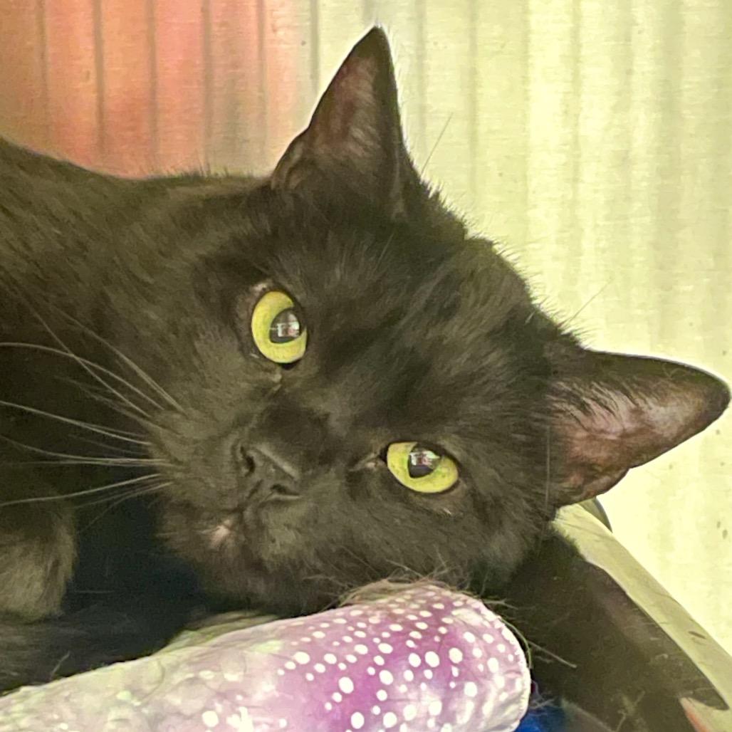 Enlarge Pennywise, a Adoptable Domestic Short Hair in Columbia Station, OH image 3/5