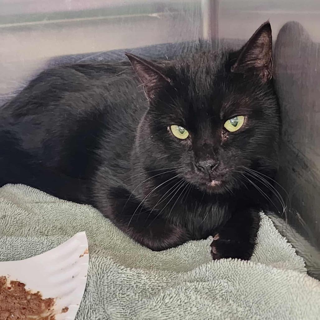 Enlarge Pennywise, a Adoptable Domestic Short Hair in Columbia Station, OH image 4/5