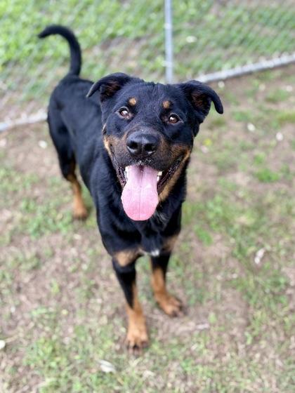 Woodrow, Adoptable, Adult Male Rottweiler & Mixed Breed.
