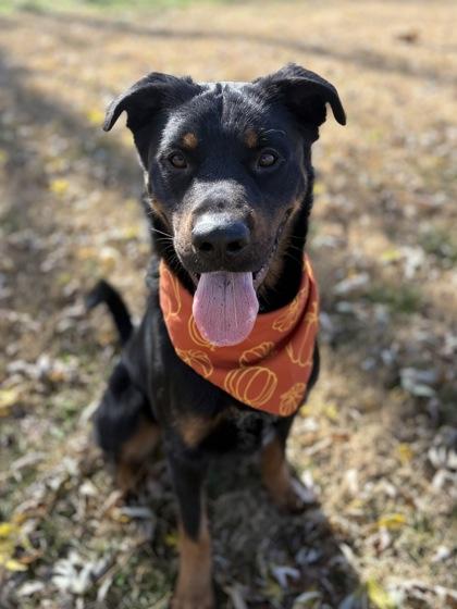 Woodrow, Adoptable, Adult Male Rottweiler & Mixed Breed.