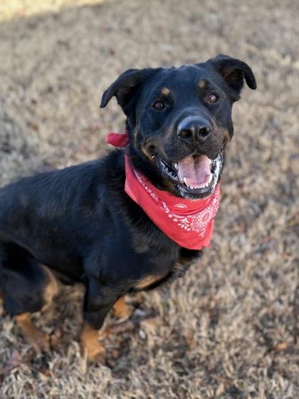 Enlarge Woodrow, a Adoptable mixed breed in Bartlesville, OK image 2/3