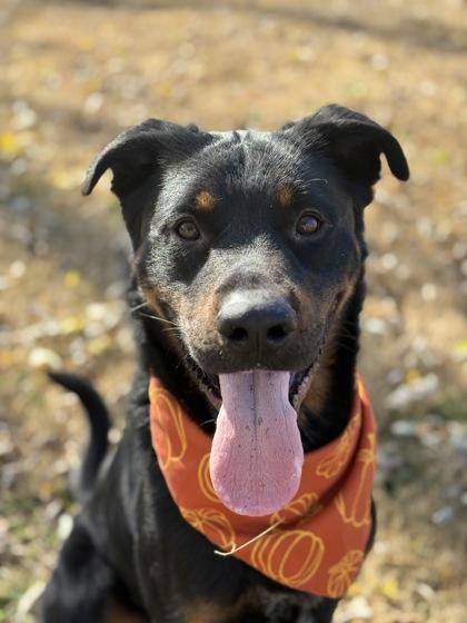 Enlarge Woodrow, a Adoptable mixed breed in Bartlesville, OK image 3/3