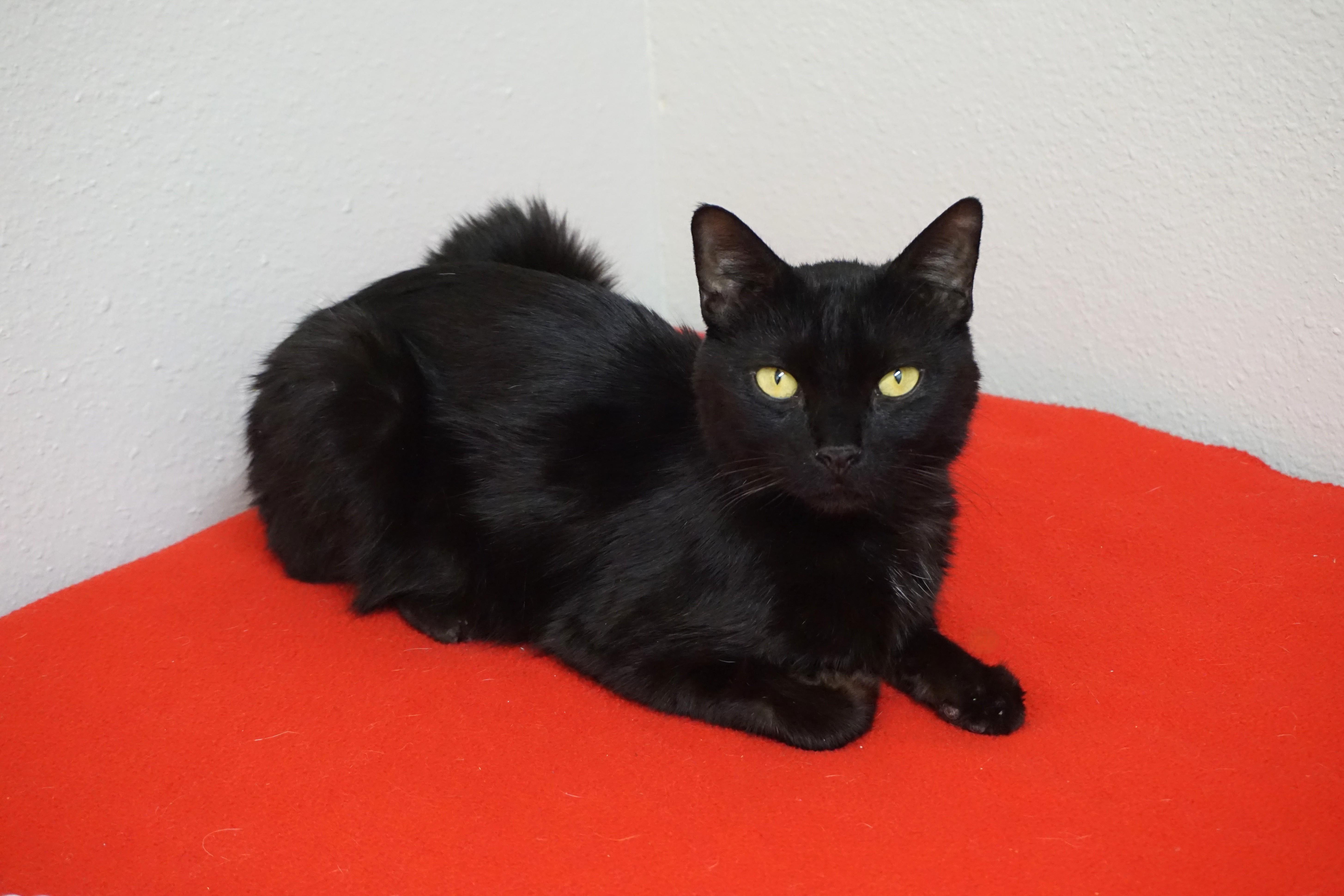 Bojo, ADOPTABLE, Adult Male Domestic Short Hair.
