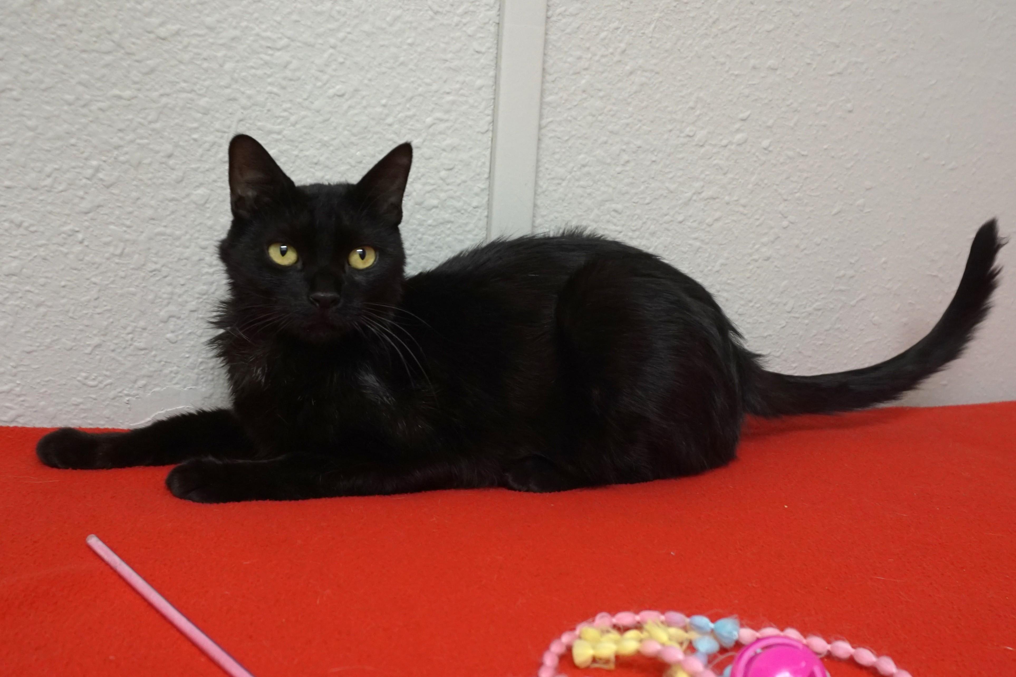 Enlarge Bojo, a ADOPTABLE Domestic Short Hair in Fountain Hills, AZ image 2/4
