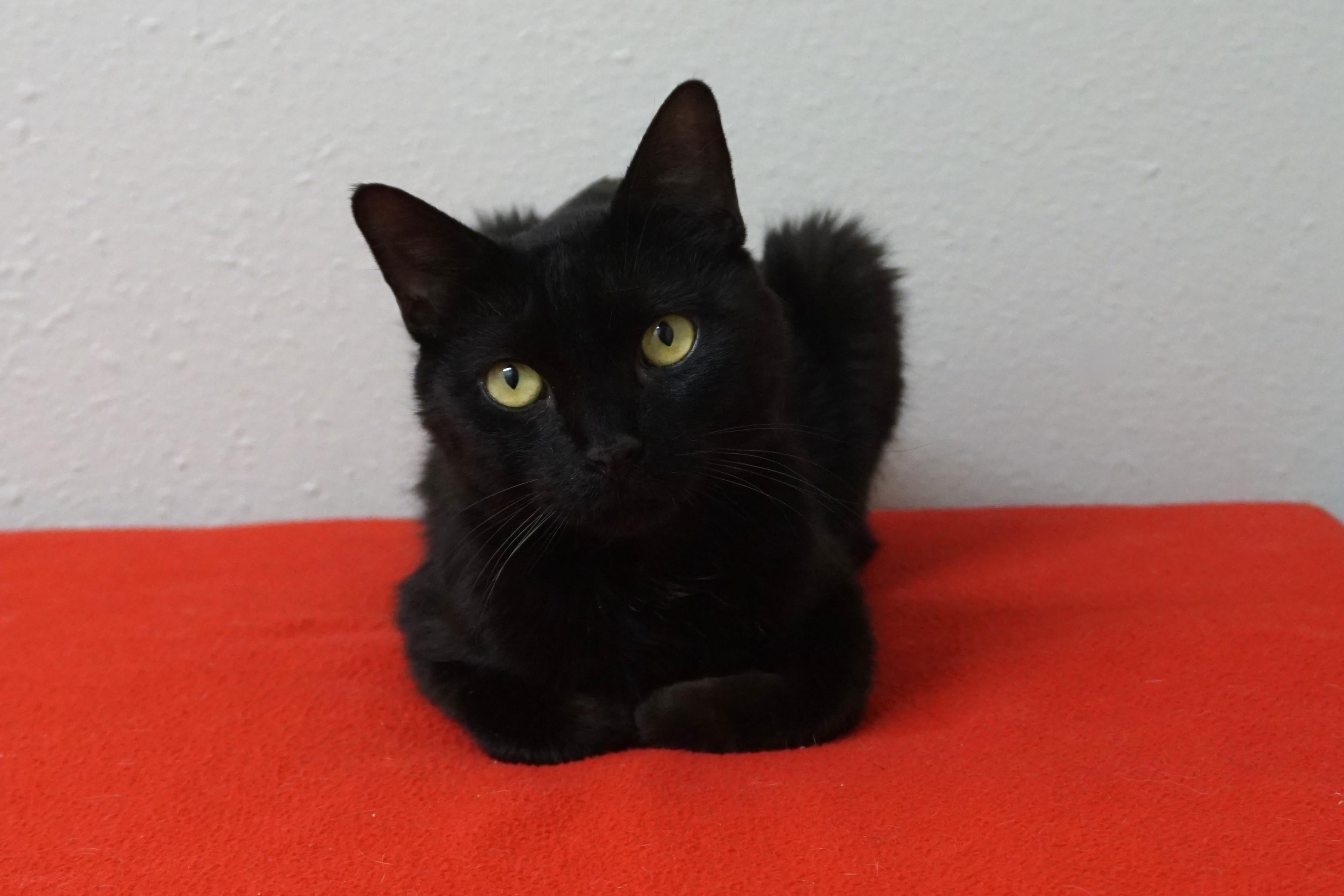 Enlarge Bojo, a ADOPTABLE Domestic Short Hair in Fountain Hills, AZ image 3/4