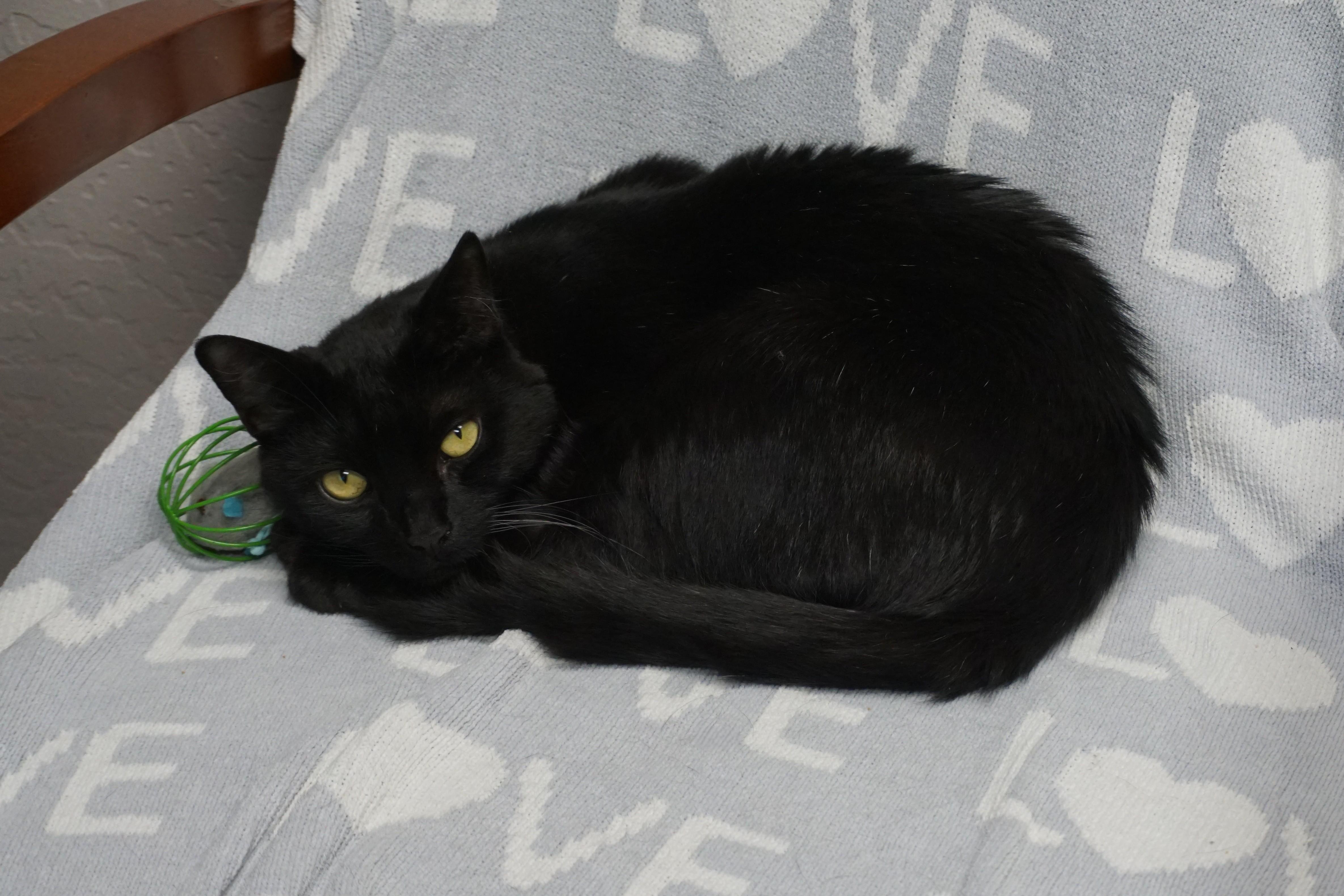 Enlarge Bojo, a ADOPTABLE Domestic Short Hair in Fountain Hills, AZ image 3/6