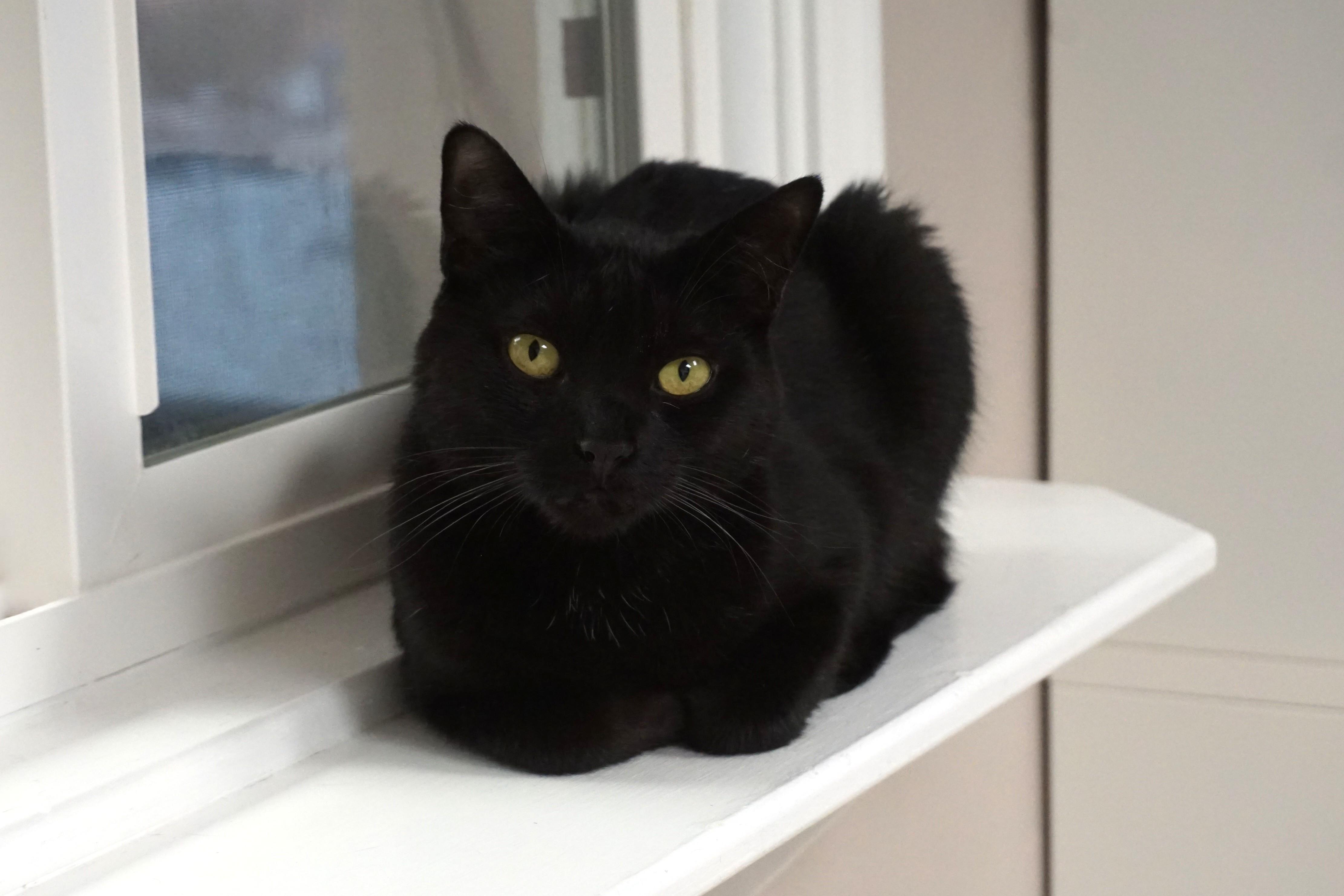Bojo, a ADOPTABLE Domestic Short Hair in Fountain Hills, AZ image 2/5