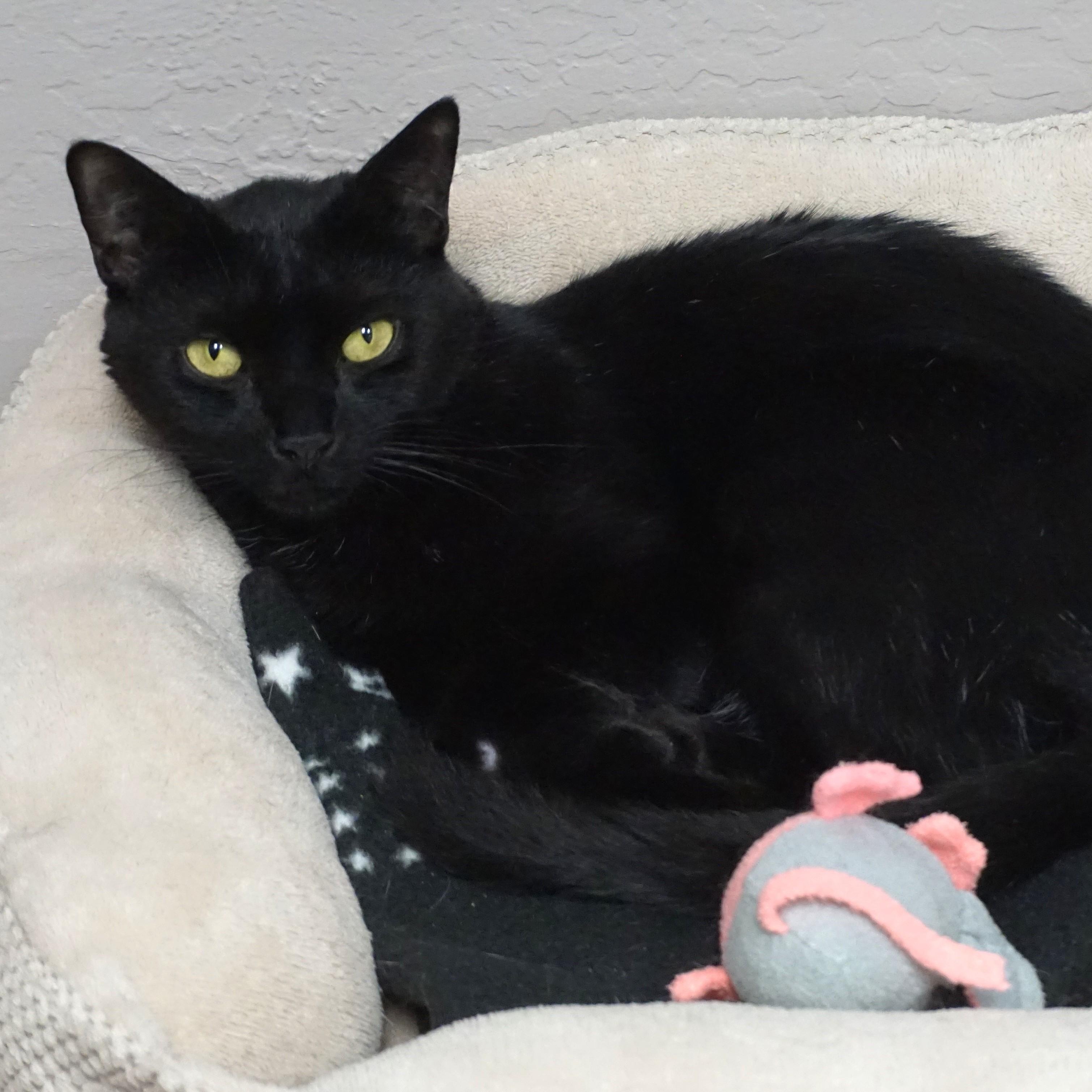 Enlarge Bojo, a ADOPTABLE Domestic Short Hair in Fountain Hills, AZ image 1/6