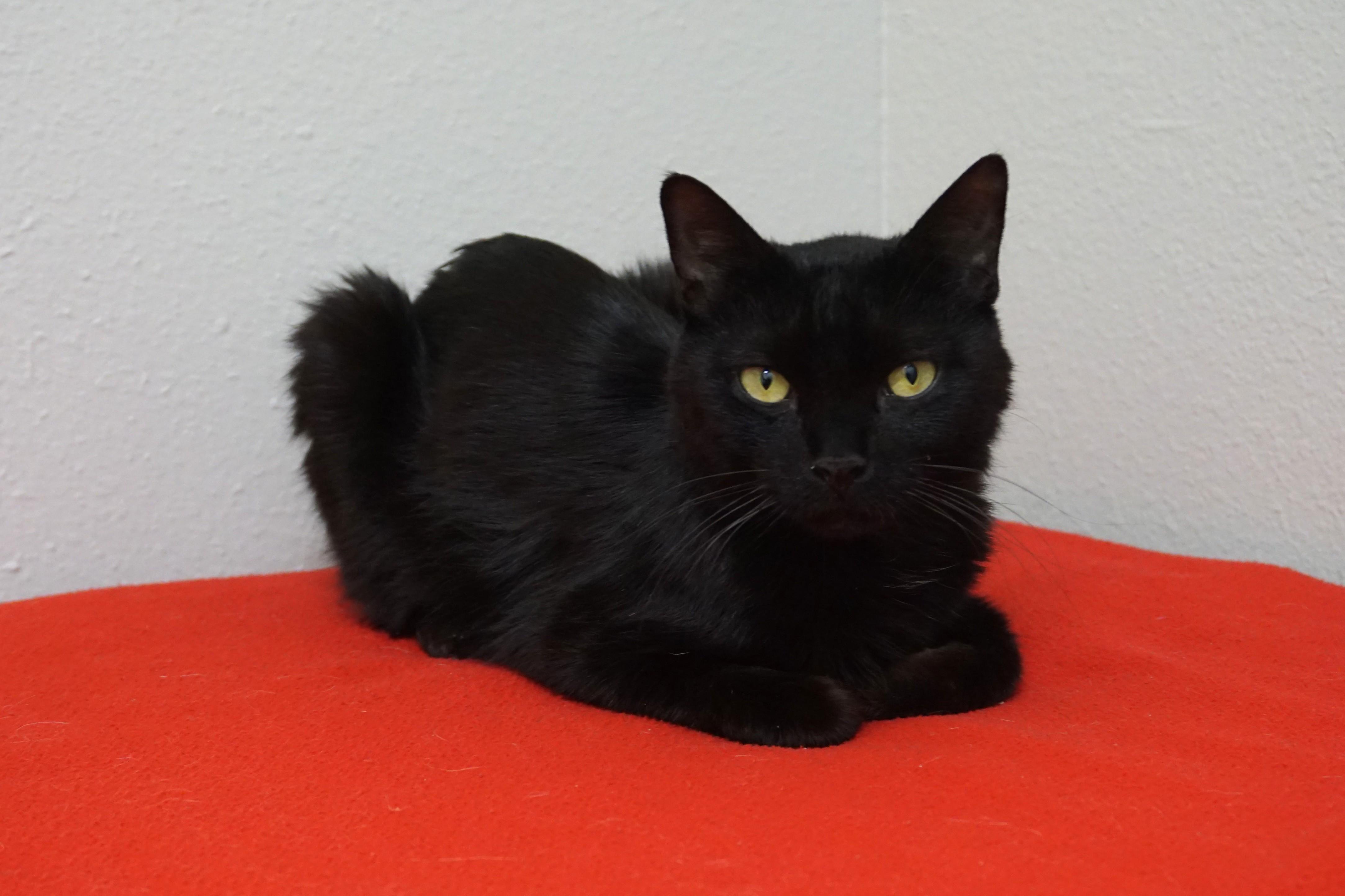 Enlarge Bojo, a ADOPTABLE Domestic Short Hair in Fountain Hills, AZ image 4/4