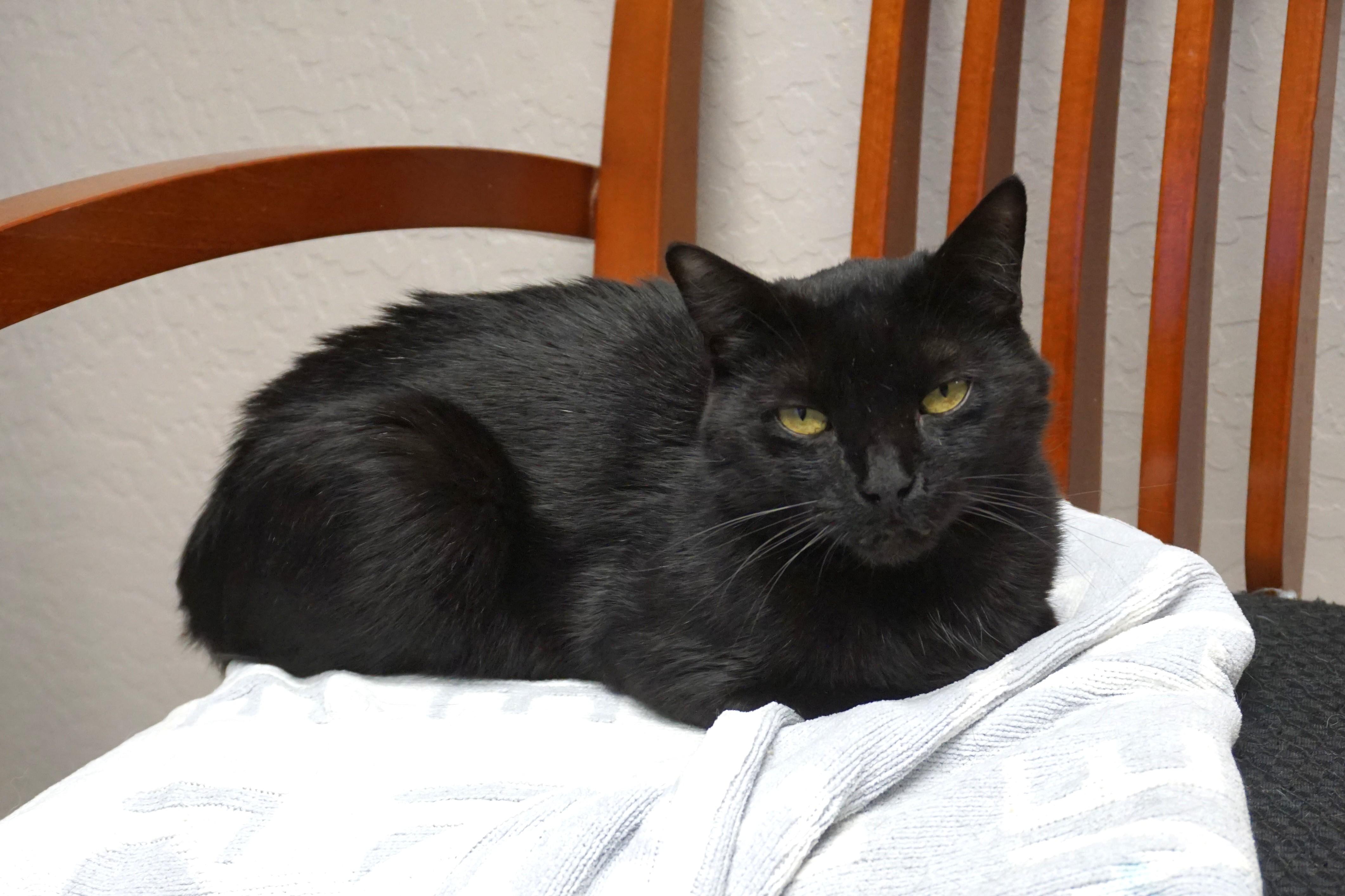 Bojo, ADOPTABLE, Adult Male Domestic Short Hair.