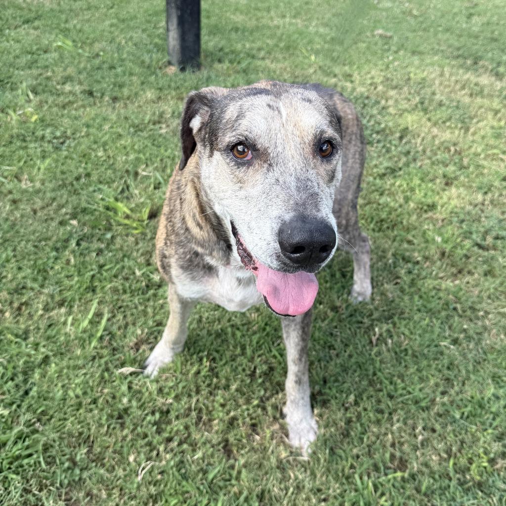 Bo, a Adoptable mixed breed in Brenham, TX image 2/6