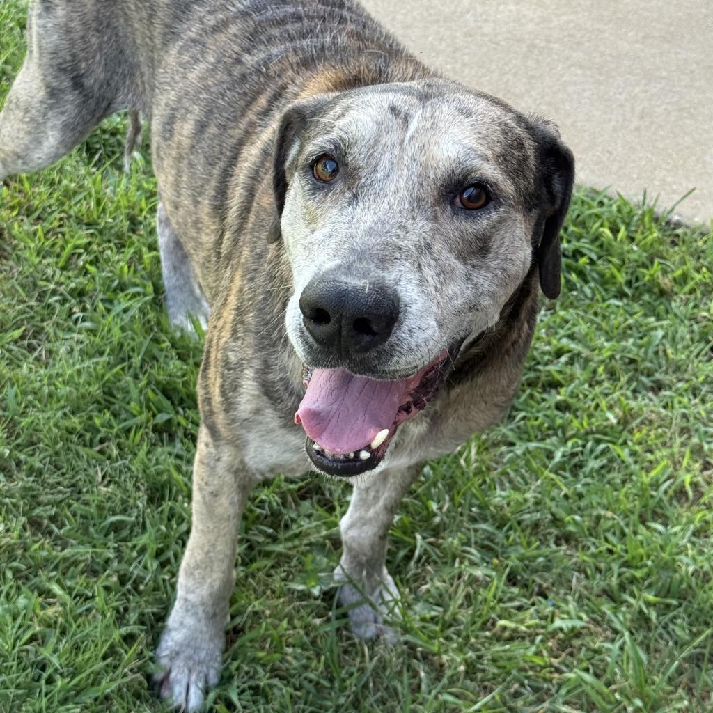 Bo, a Adoptable mixed breed in Brenham, TX image 3/6