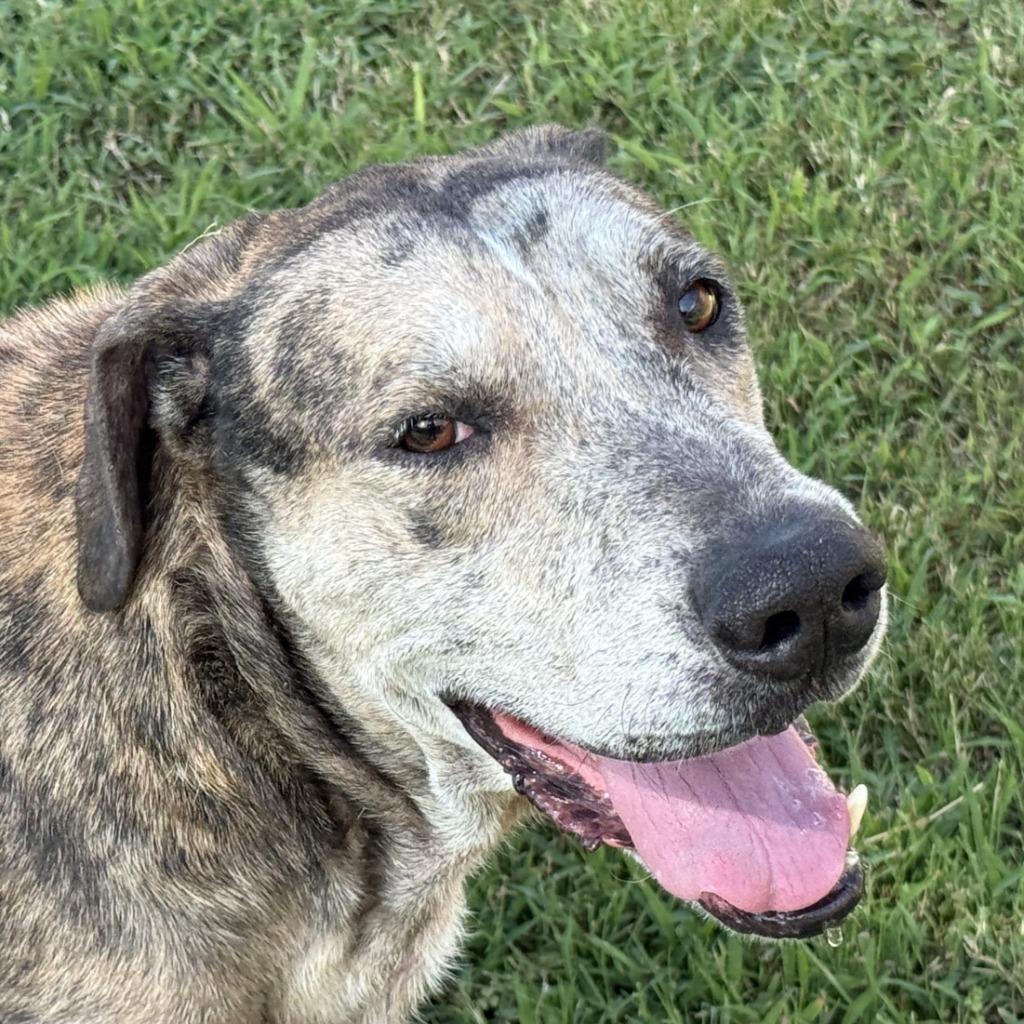 Bo, Adoptable, Adult Male Great Dane & Catahoula Leopard Dog.
