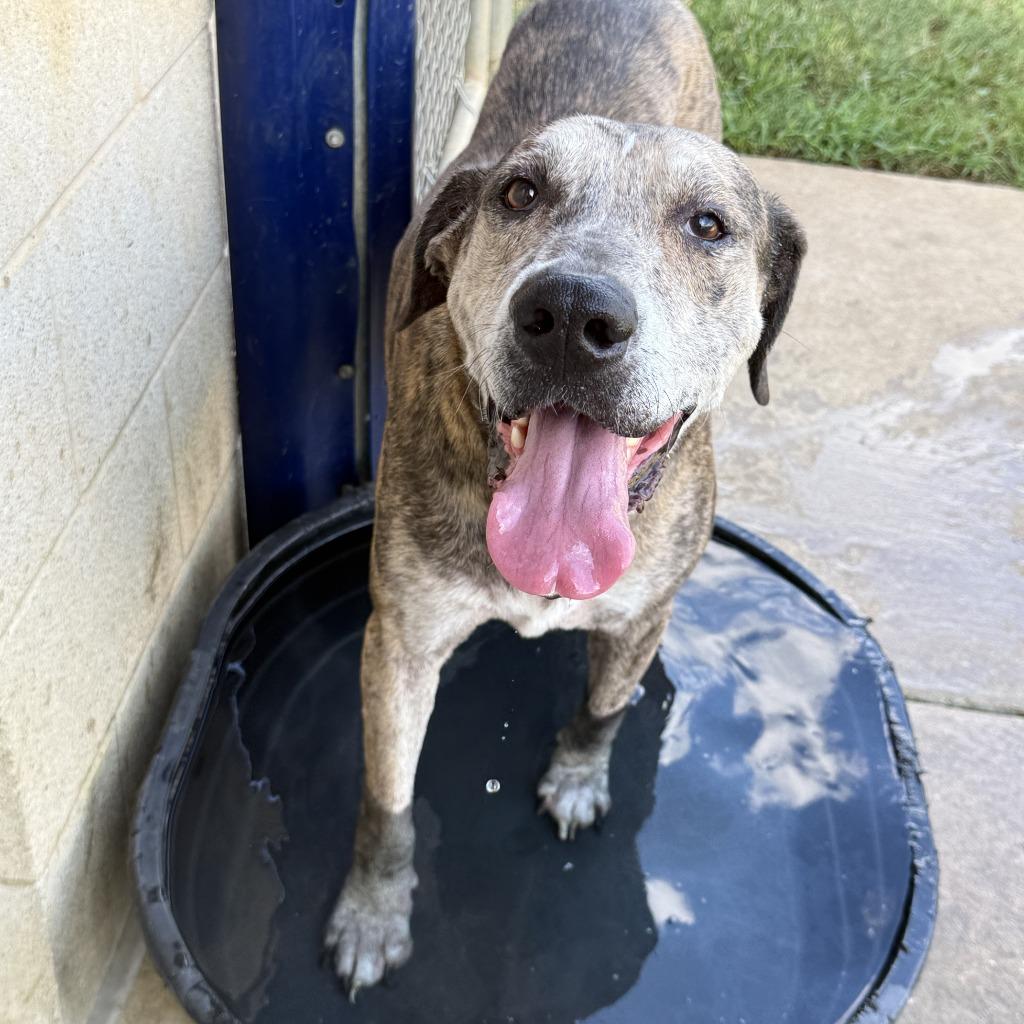 Enlarge Bo, a Adoptable mixed breed in Brenham, TX image 2/6