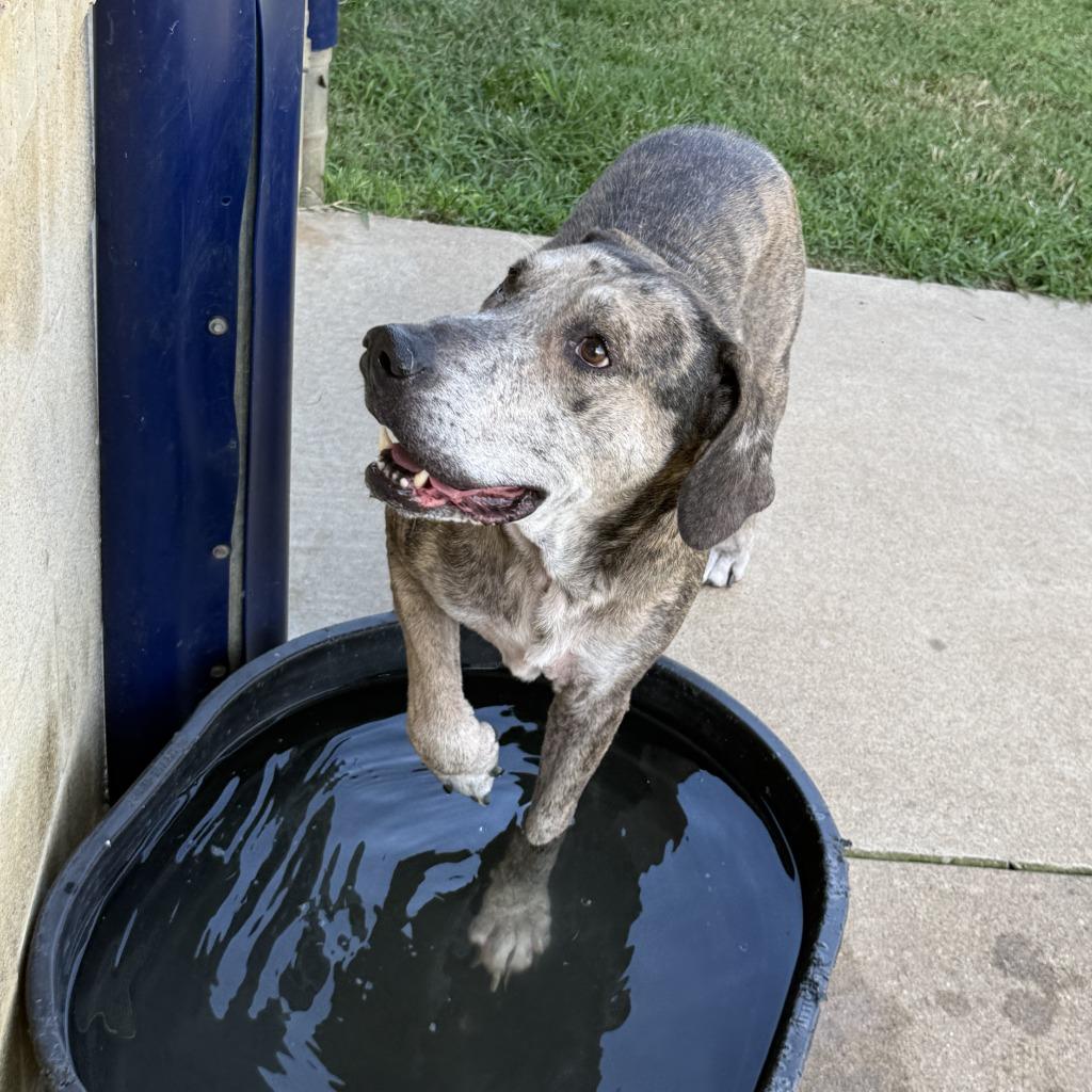 Bo, a Adoptable mixed breed in Brenham, TX image 4/6