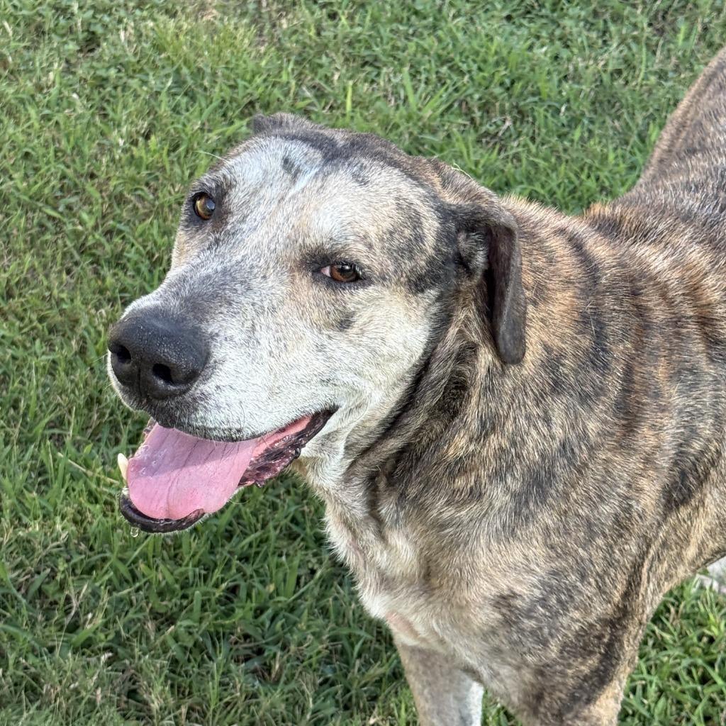Bo, a Adoptable mixed breed in Brenham, TX image 5/6