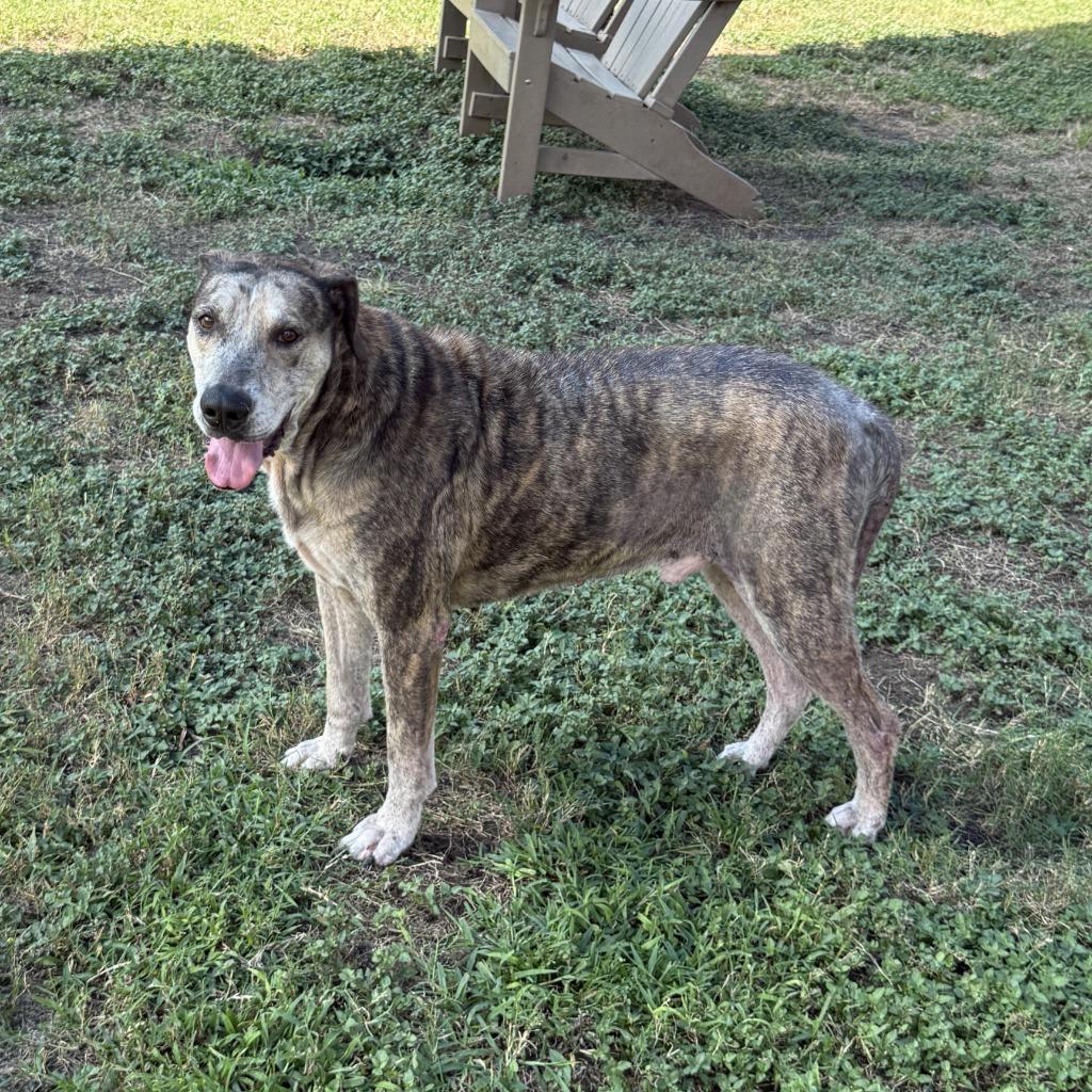 Bo, a Adoptable mixed breed in Brenham, TX image 6/6