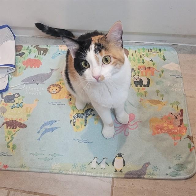 SPICE, Adoptable, Young Female Domestic Short Hair.