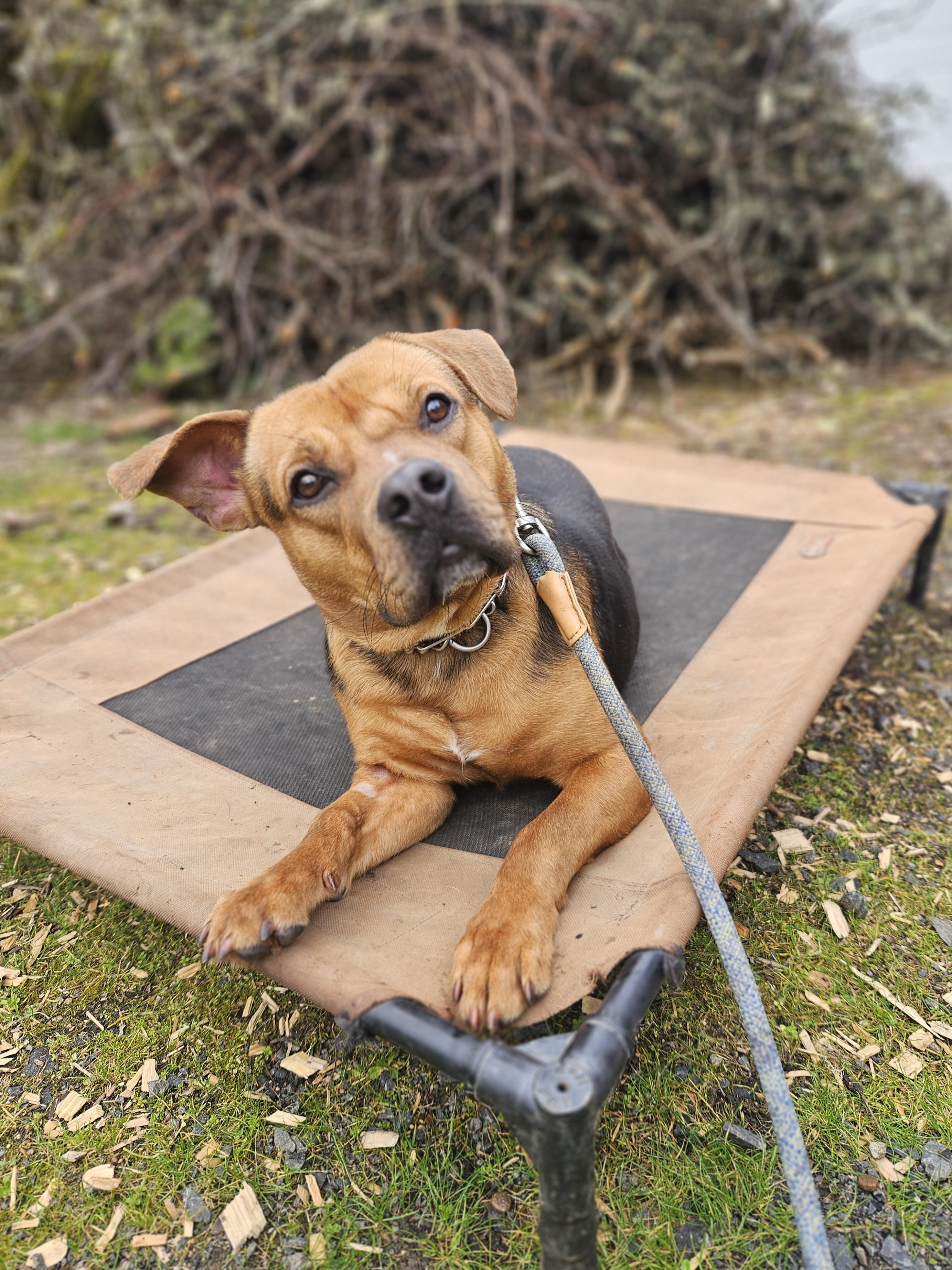 Enlarge Rupert, a ADOPTABLE mixed breed in Junction City, OR image 4/6