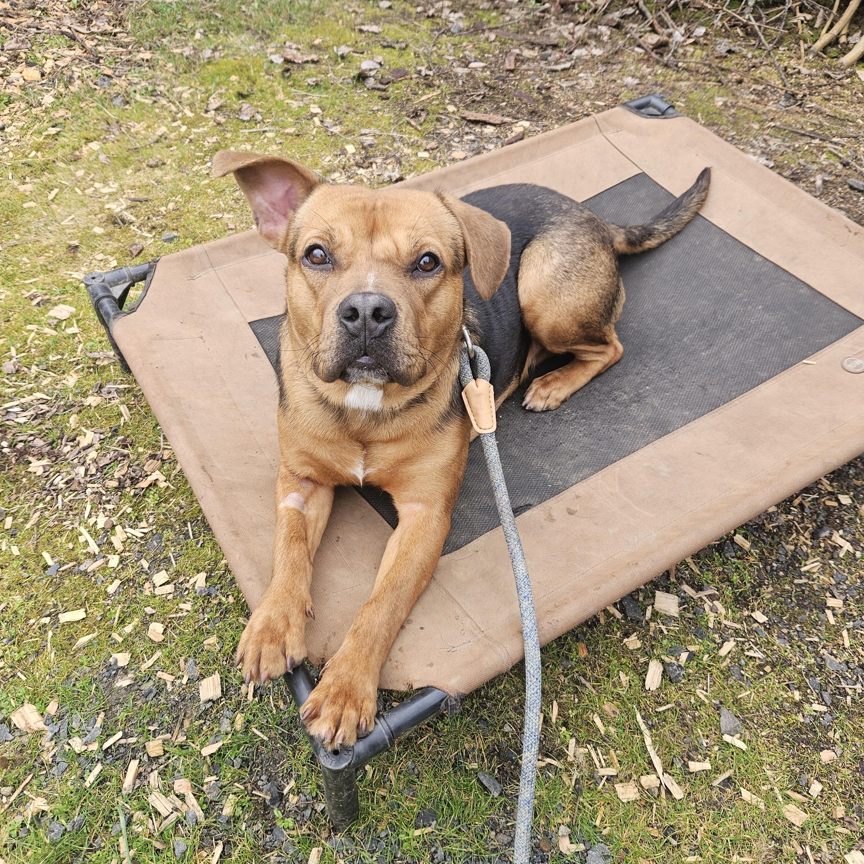 Rupert, ADOPTABLE, Young Male American Staffordshire Terrier & German Shepherd Dog.