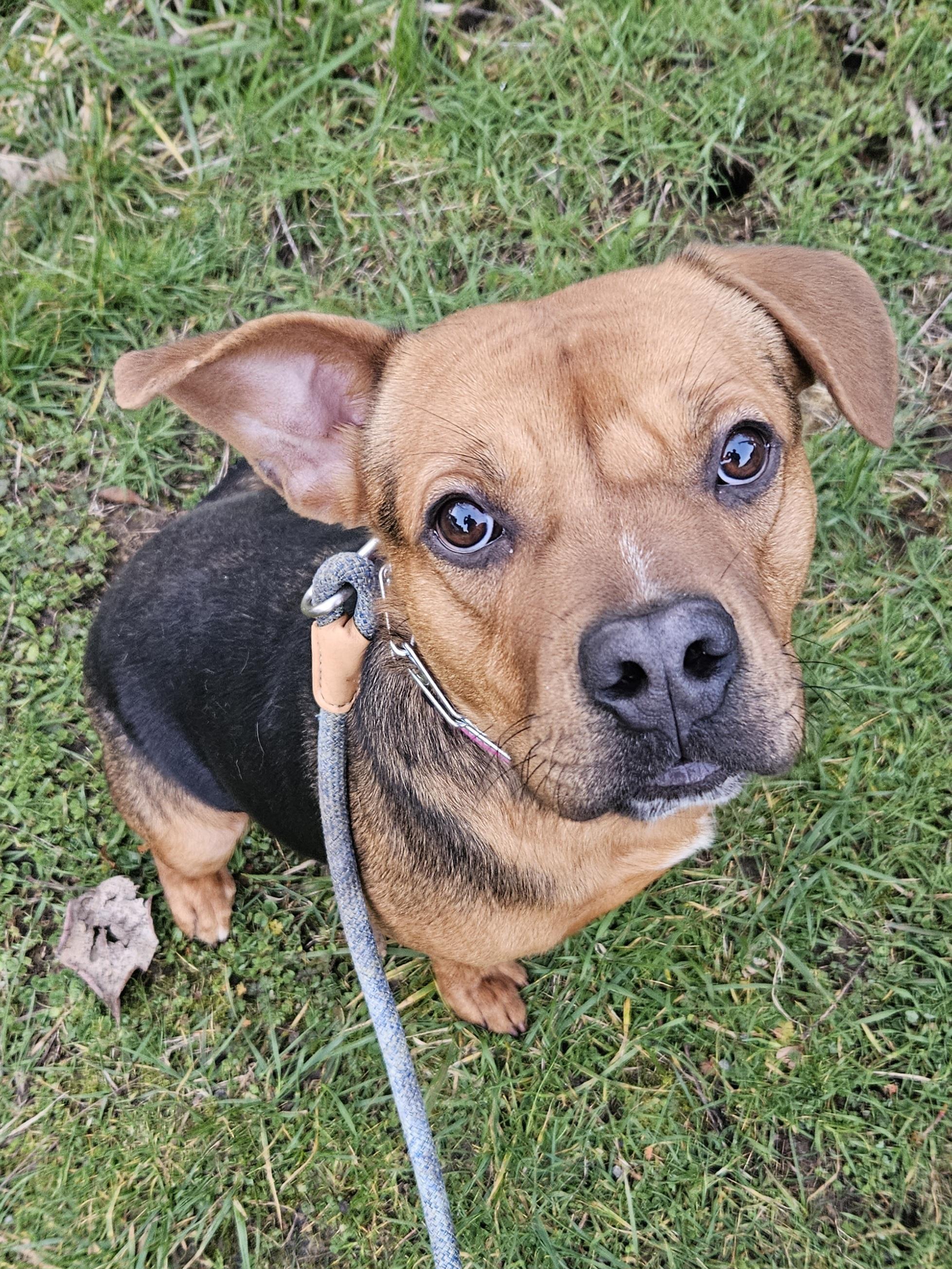 Enlarge Rupert, a ADOPTABLE mixed breed in Junction City, OR image 3/6