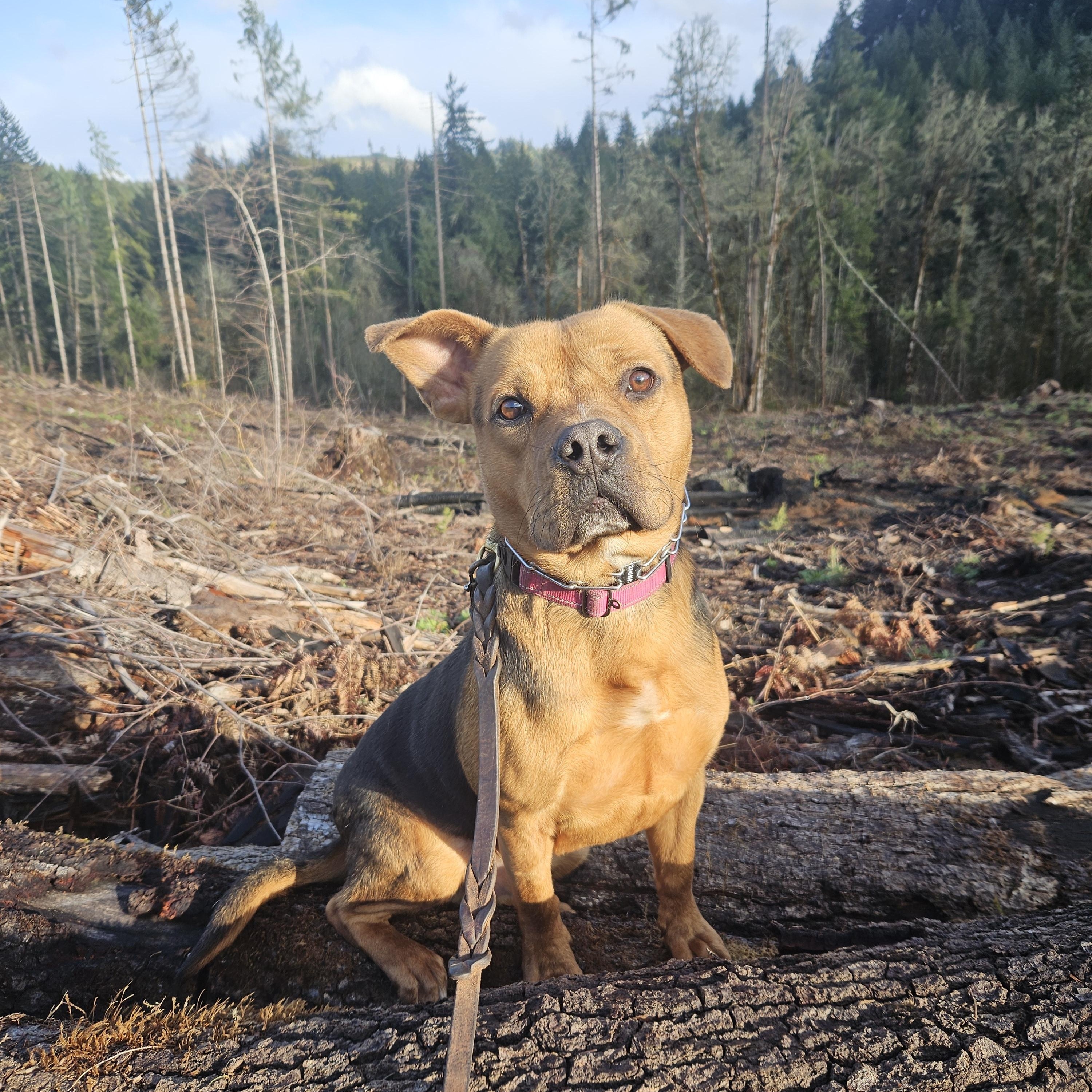 Enlarge Rupert, a ADOPTABLE mixed breed in Junction City, OR image 1/6