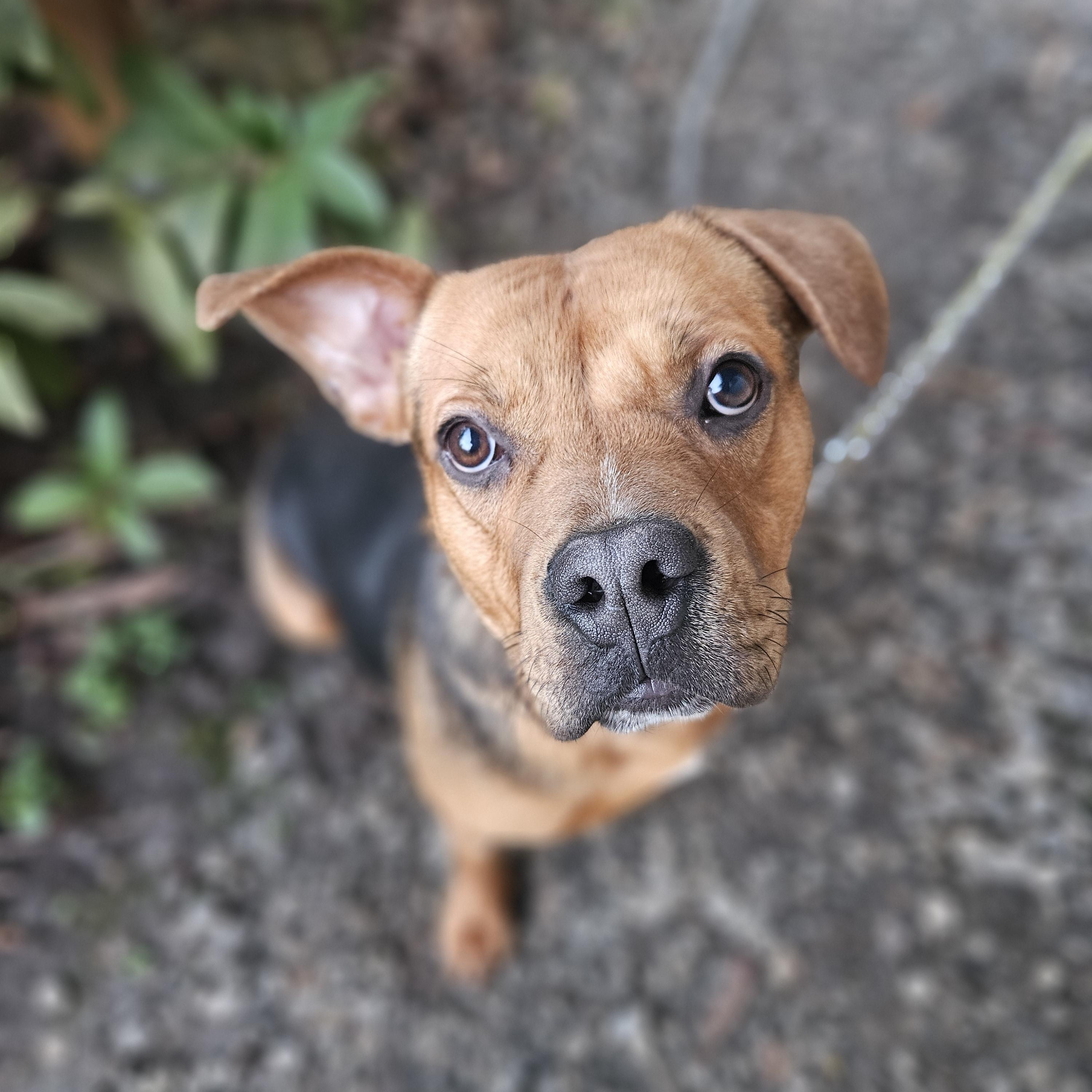 Enlarge Rupert, a ADOPTABLE mixed breed in Junction City, OR image 5/6