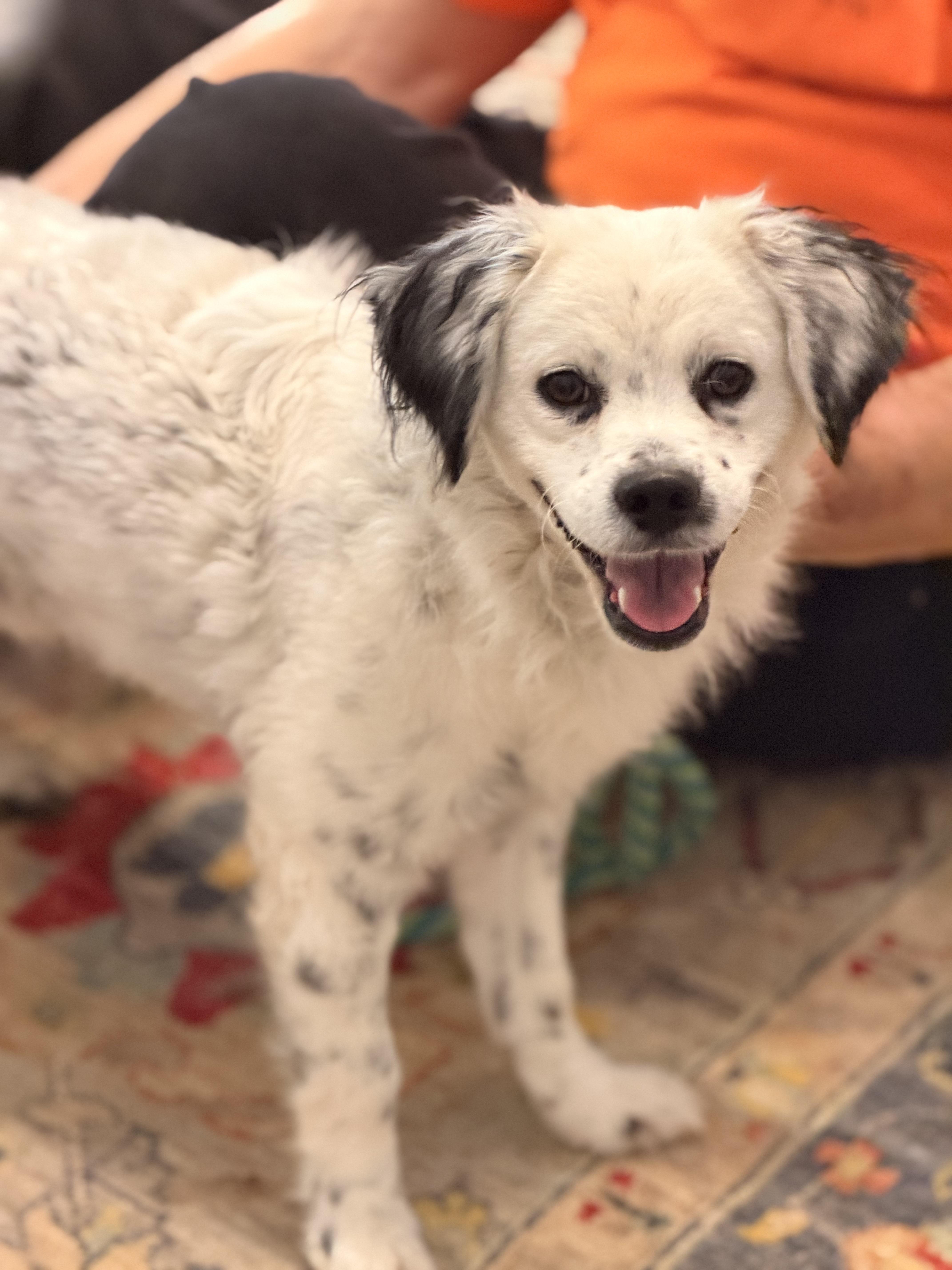 Enlarge Gage, a Adoptable mixed breed in Richmond, VA image 5/6