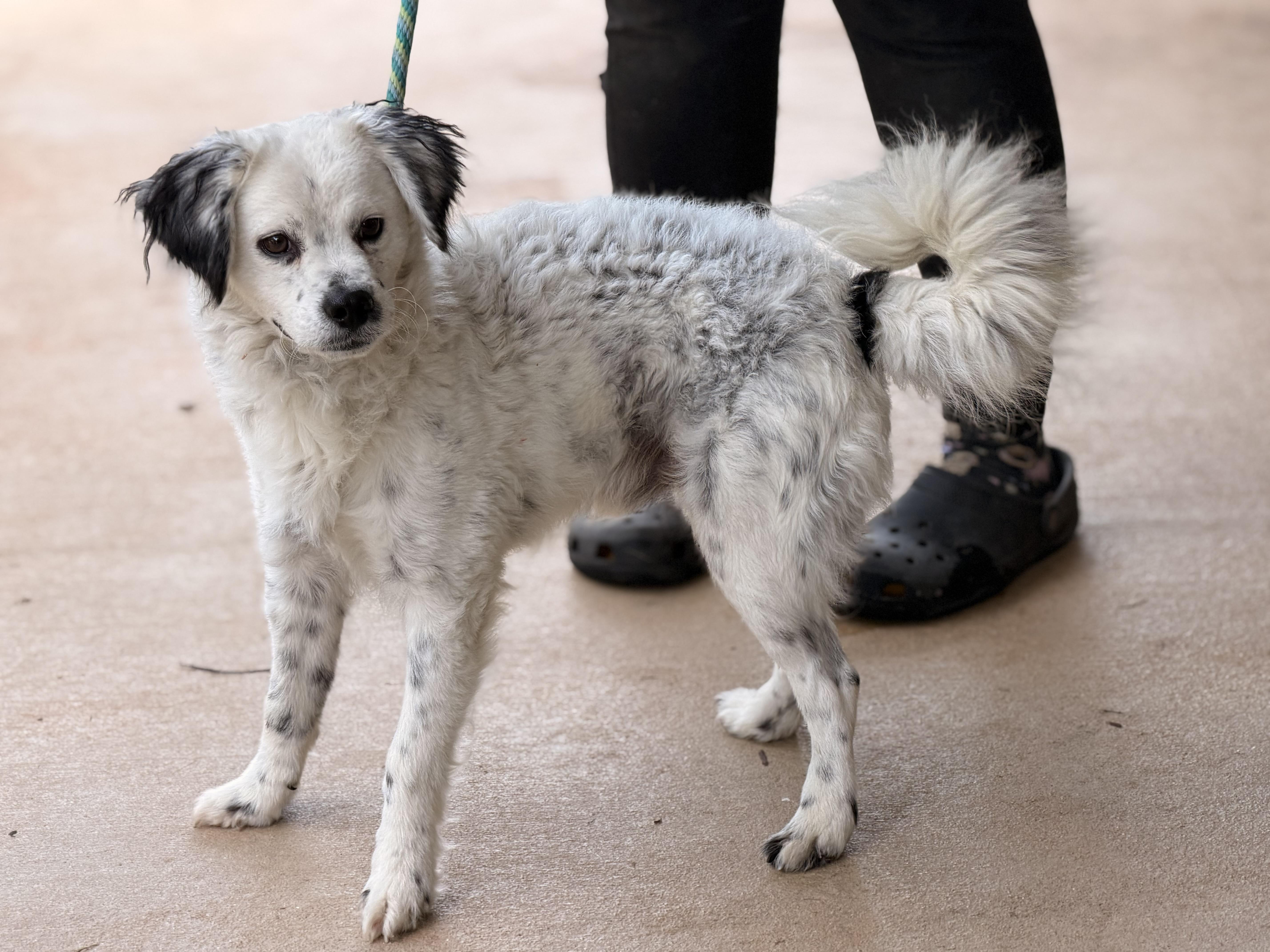 Enlarge Gage, a Adoptable mixed breed in Richmond, VA image 4/6