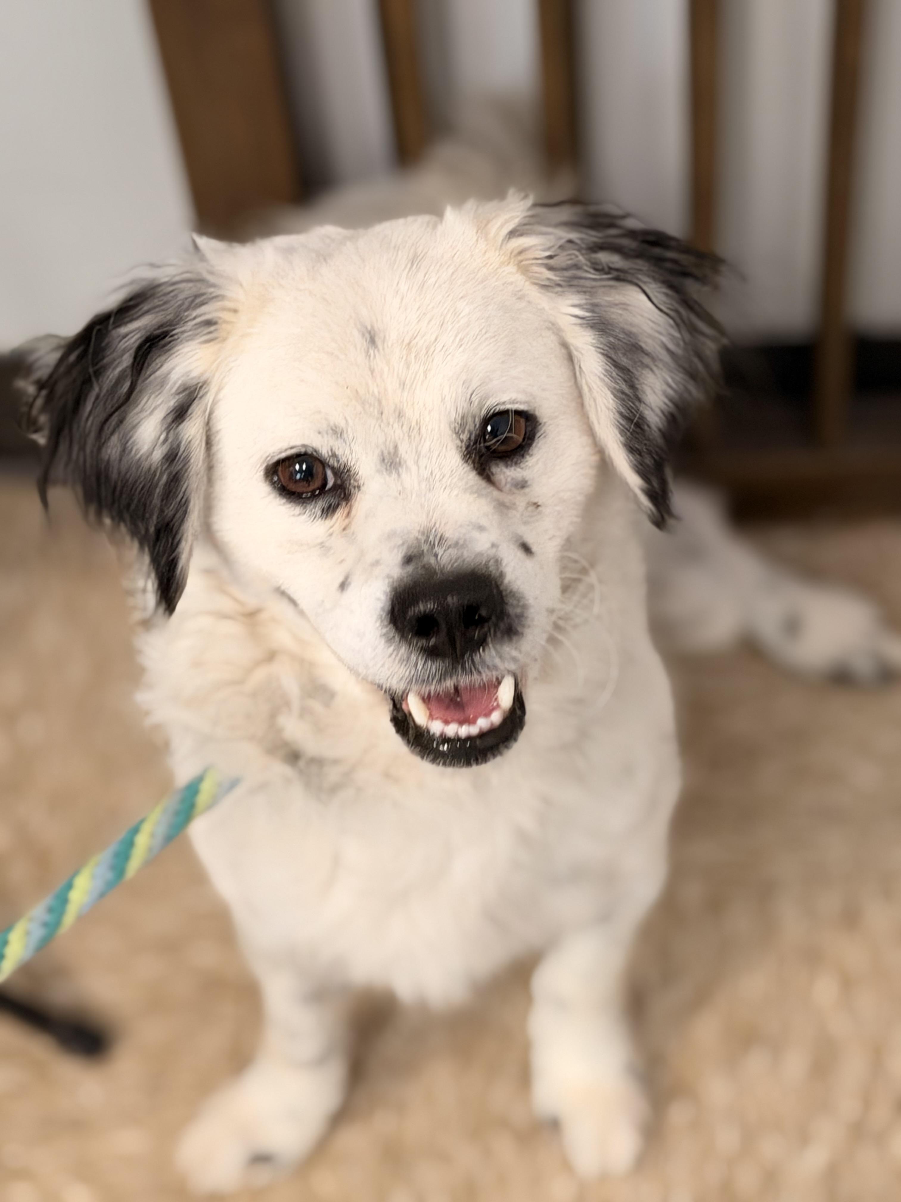 Enlarge Gage, a Adoptable mixed breed in Richmond, VA image 6/6