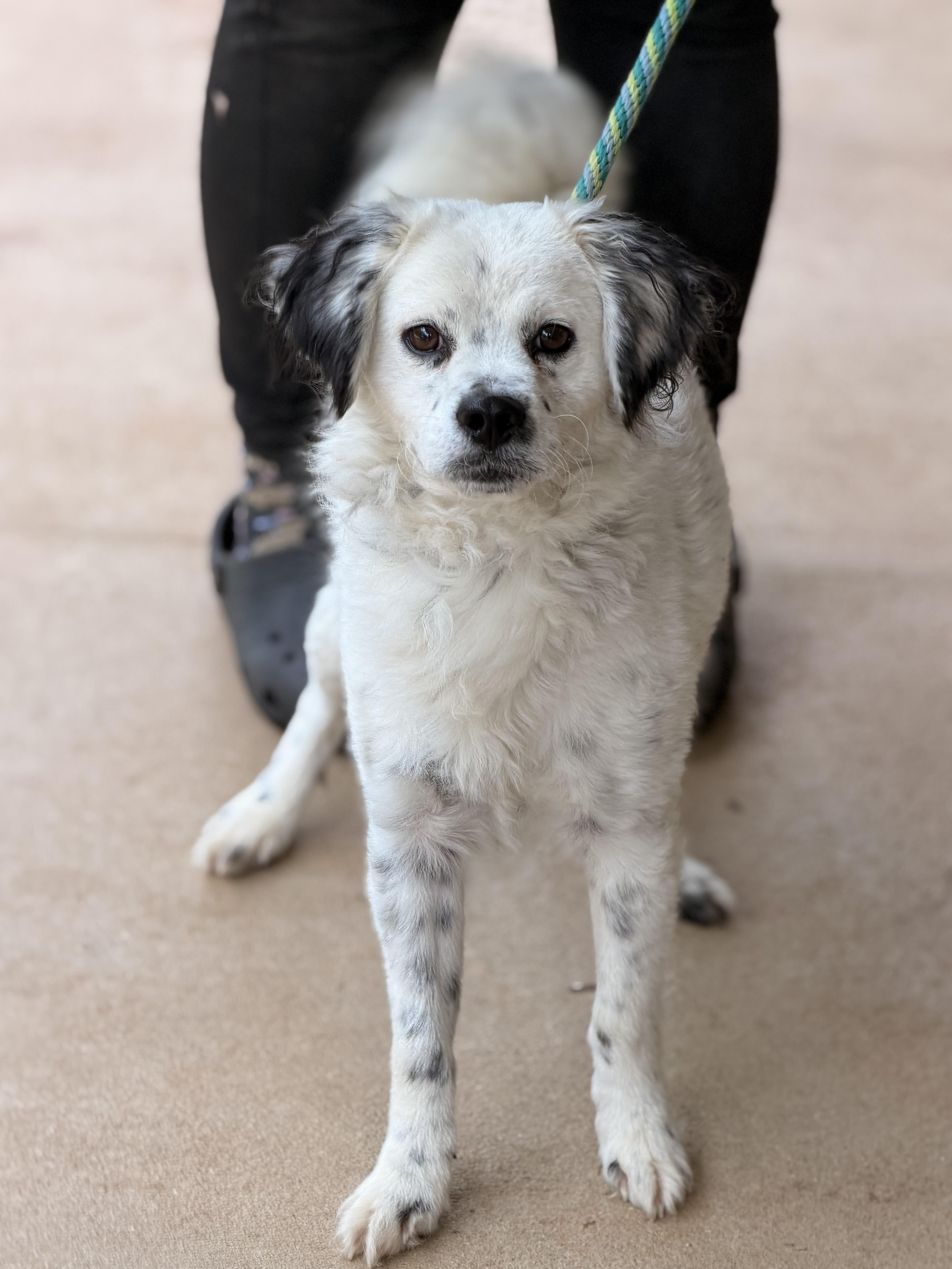 Enlarge Gage, a Adoptable mixed breed in Richmond, VA image 2/6