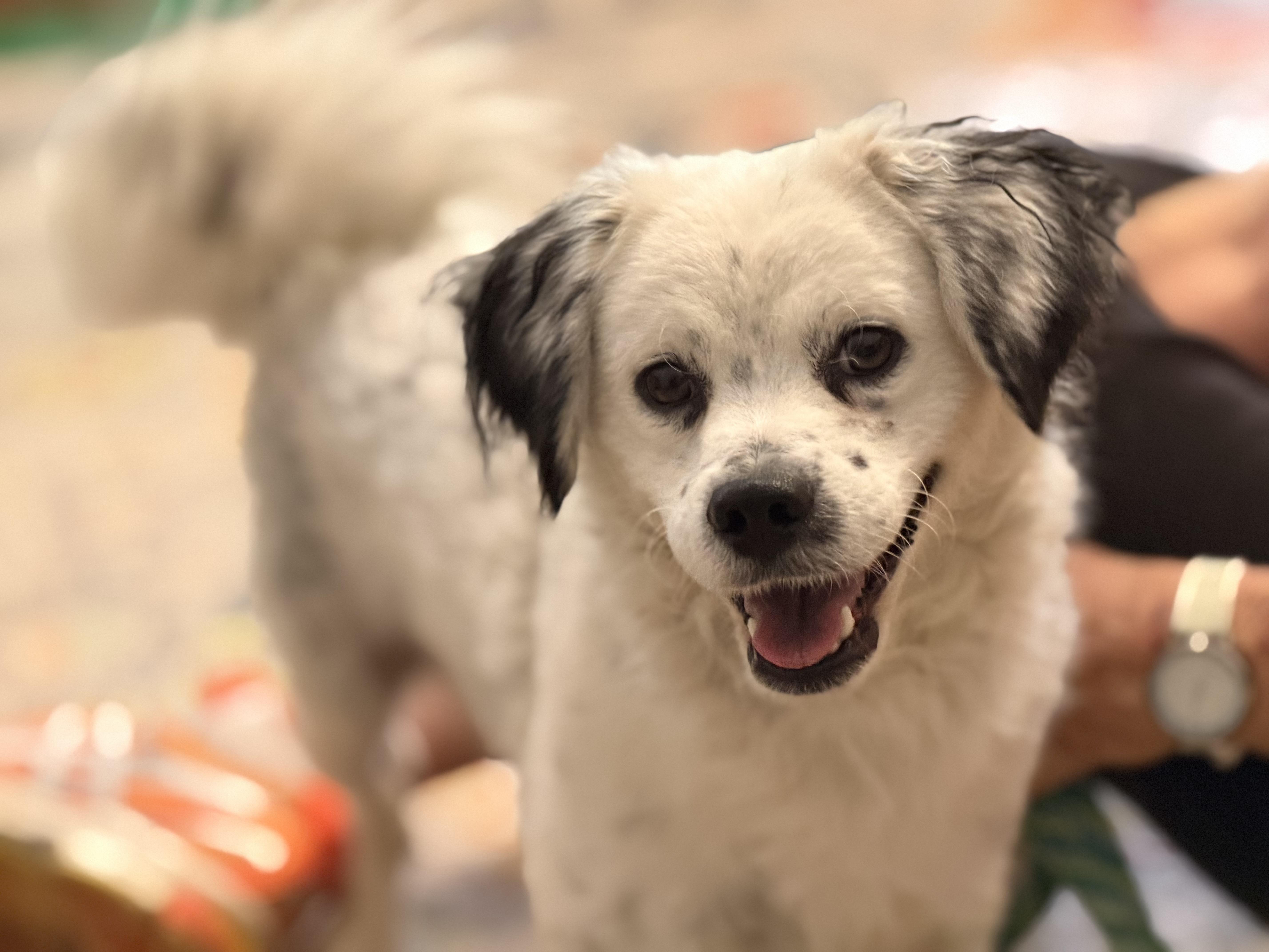 Enlarge Gage, a Adoptable mixed breed in Richmond, VA image 3/6