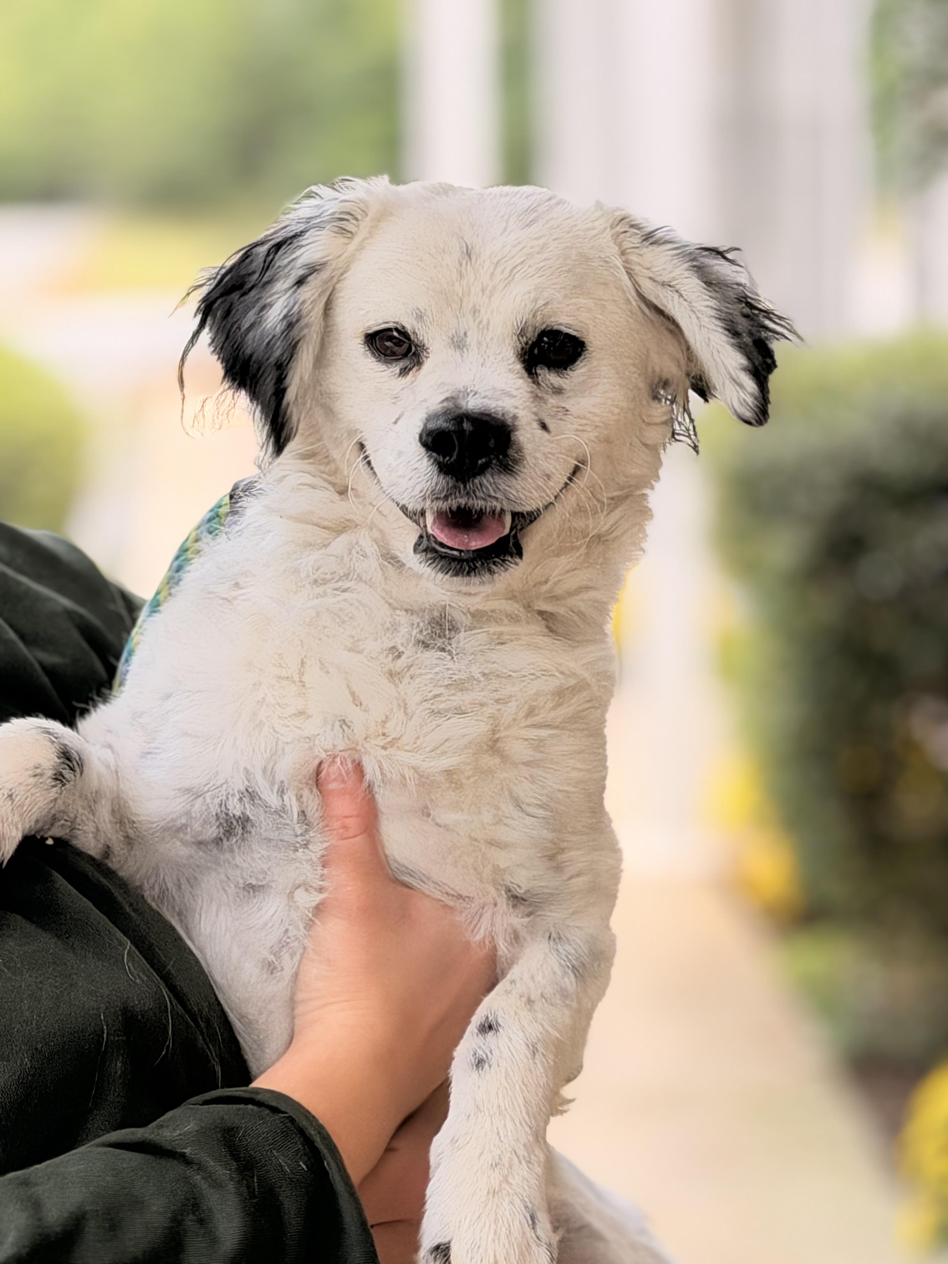 Gage, Adoptable, Young Male Spaniel.