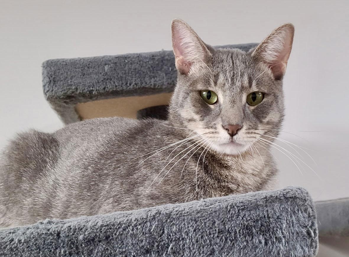 Enlarge Ruper, a Adoptable Domestic Short Hair in Satellite Beach, FL image 1/3