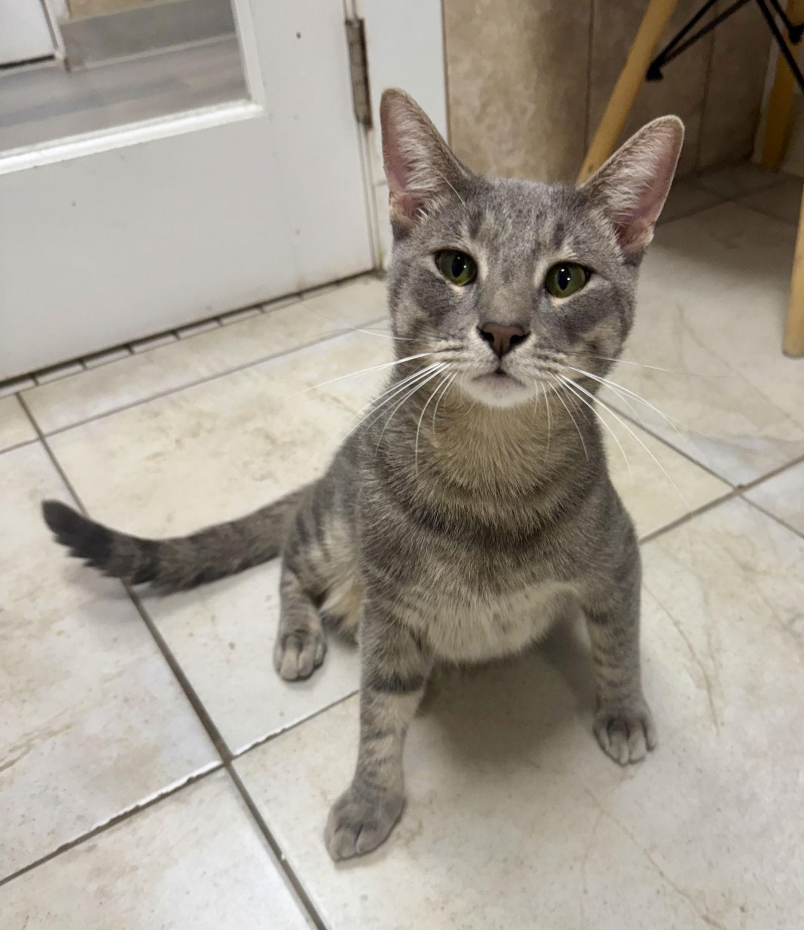 Enlarge Ruper, a Adoptable Domestic Short Hair in Satellite Beach, FL image 2/3