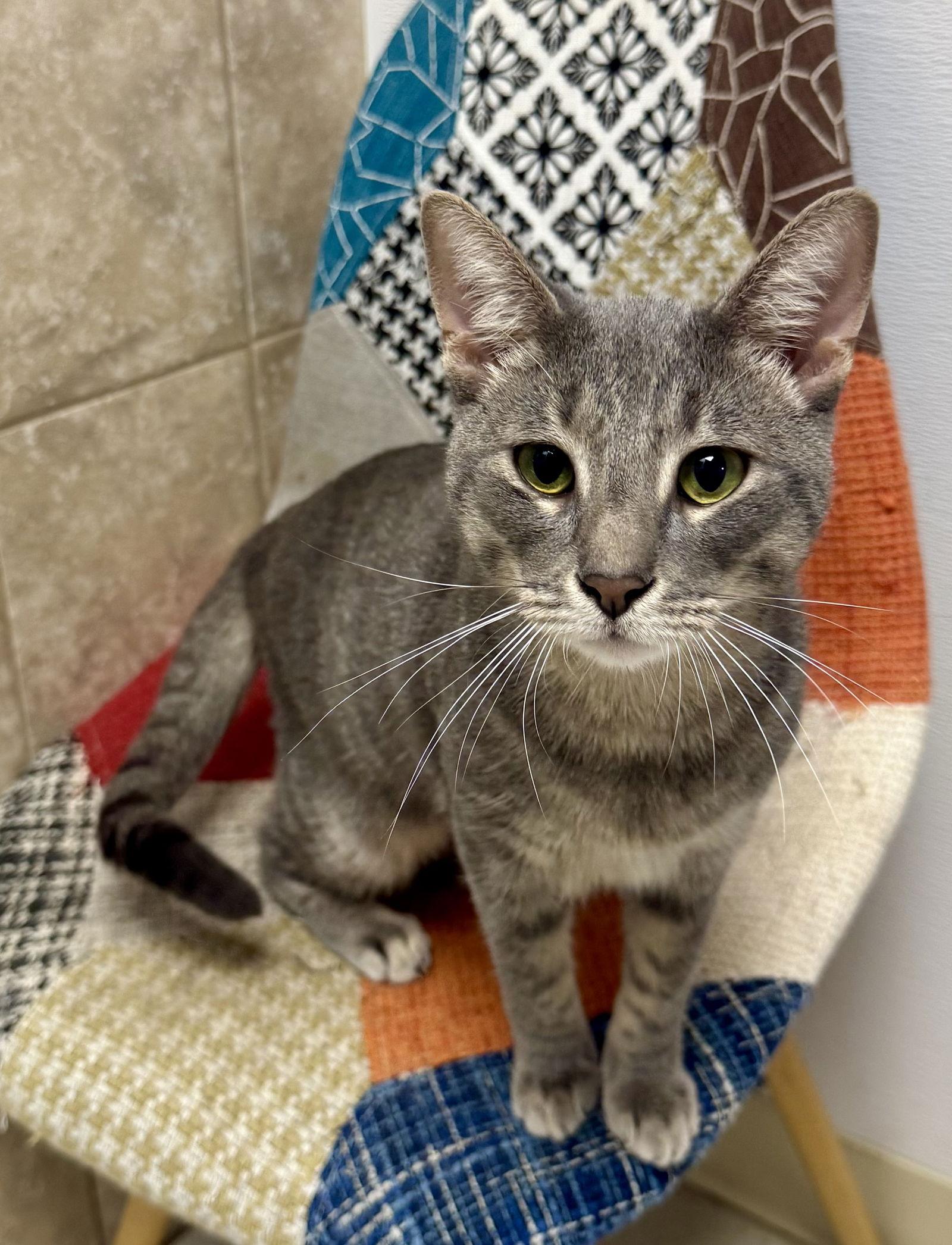 Enlarge Ruper, a Adoptable Domestic Short Hair in Satellite Beach, FL image 3/3