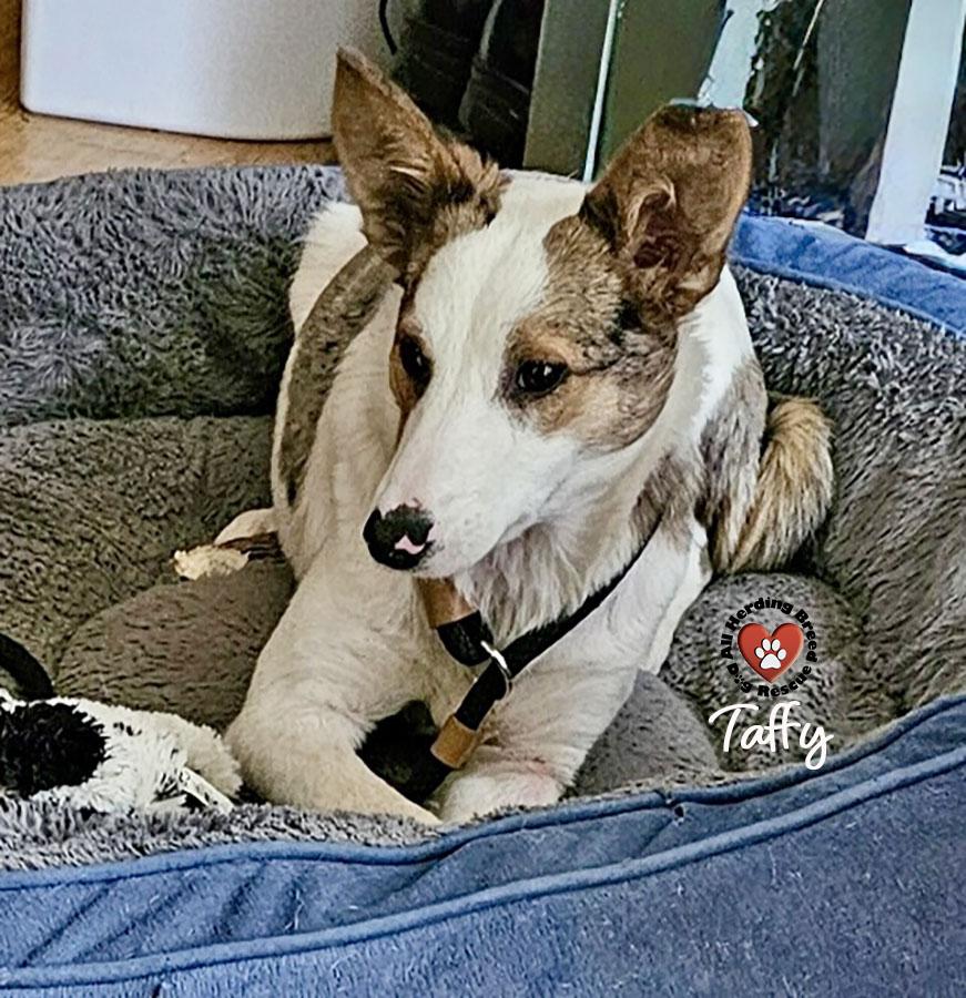 Taffy, a ADOPTABLE mixed breed in Joliet, IL image 2/3