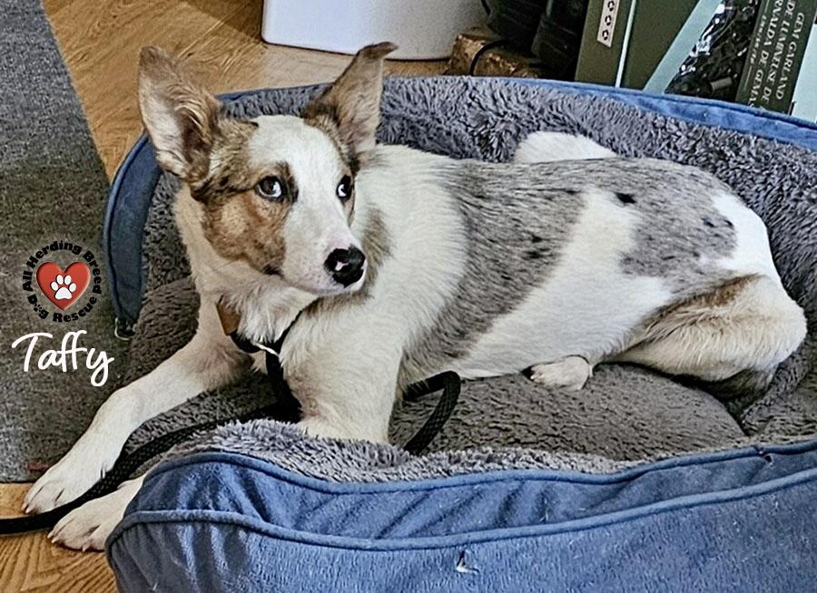 Taffy, a ADOPTABLE mixed breed in Joliet, IL image 2/3