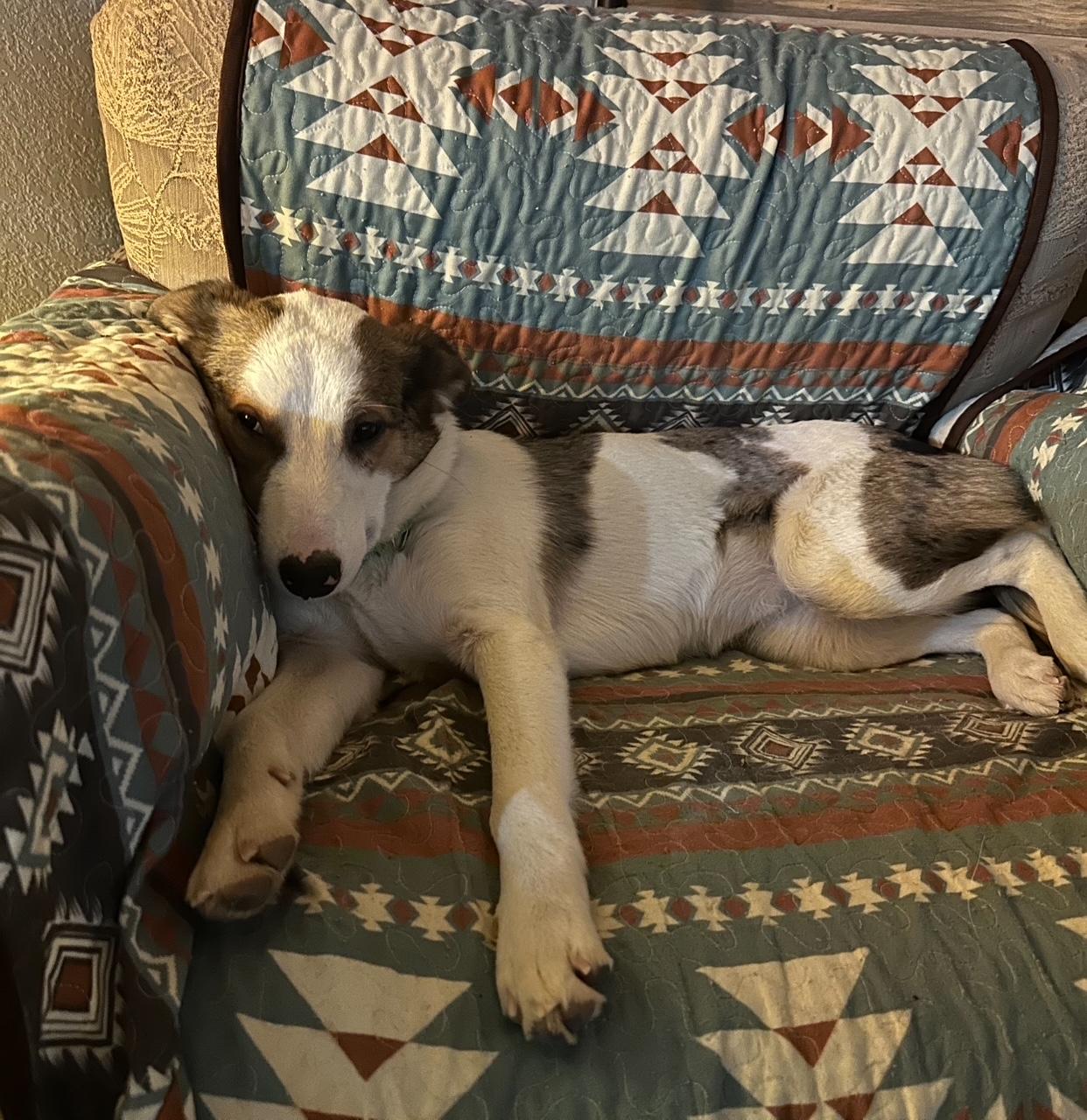 Taffy, ADOPTABLE, Puppy Female Australian Shepherd & Collie.