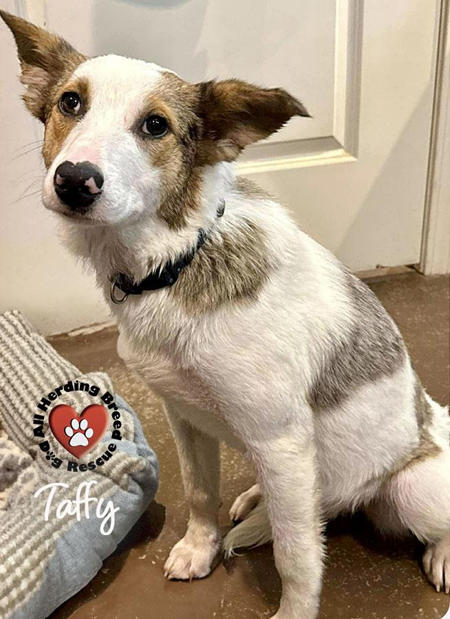 Taffy, ADOPTABLE, Young Female Australian Shepherd & Collie.