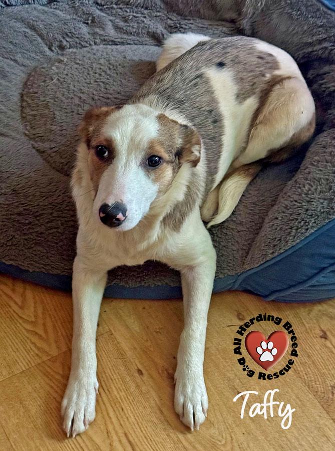 Enlarge Taffy, a ADOPTABLE mixed breed in Joliet, IL image 2/3