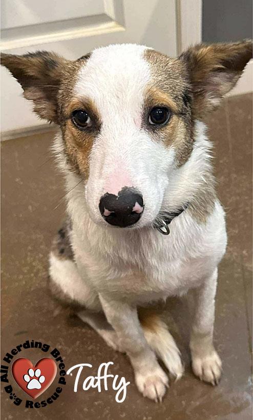 Enlarge Taffy, a ADOPTABLE mixed breed in Joliet, IL image 3/3